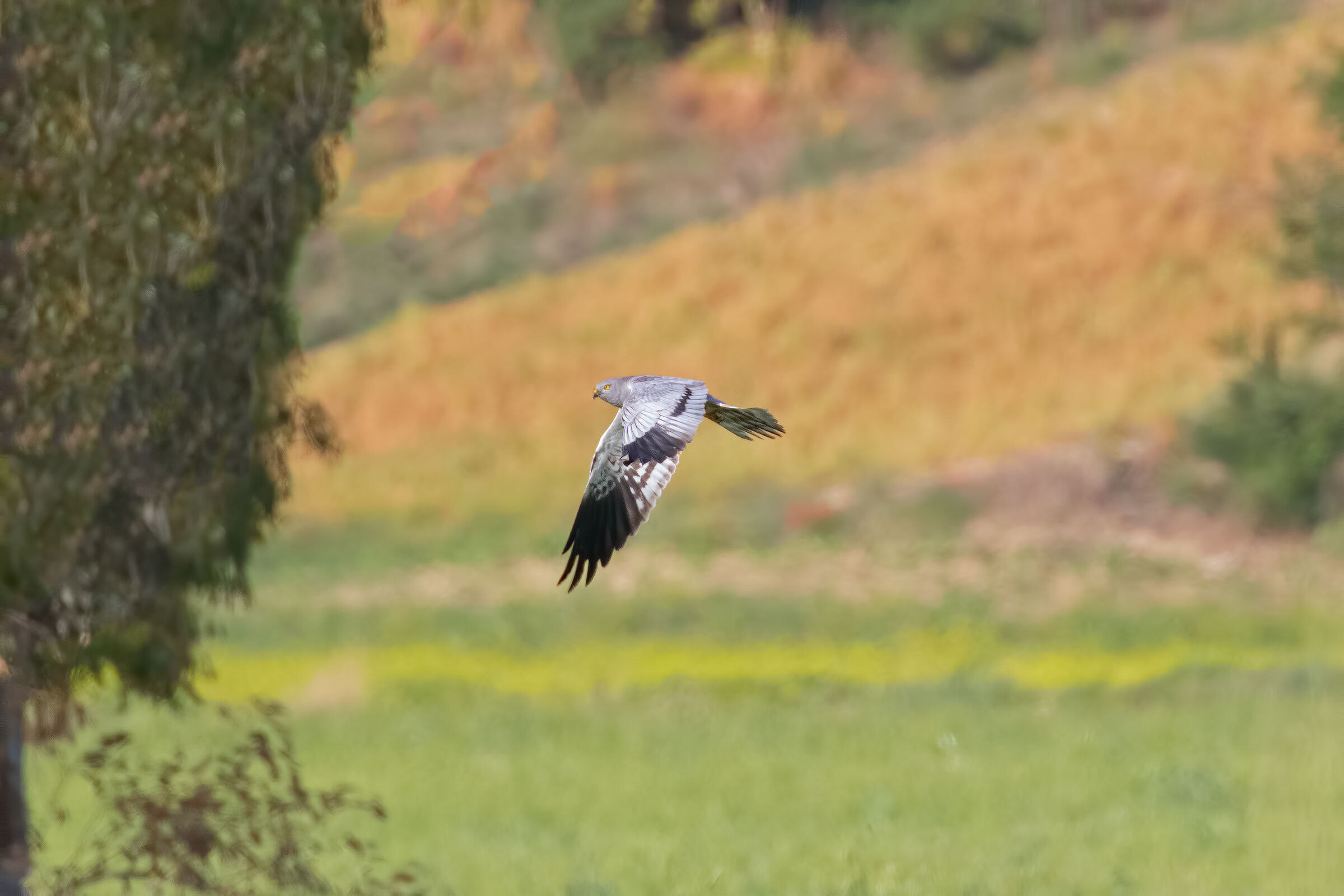 Albanella min. (Male)