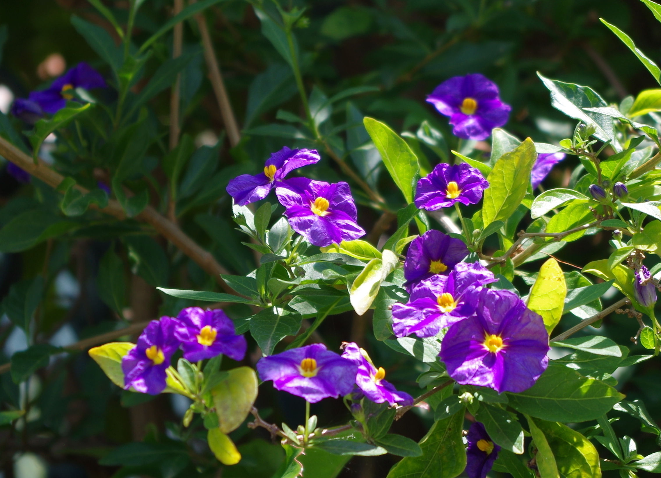 fiori
