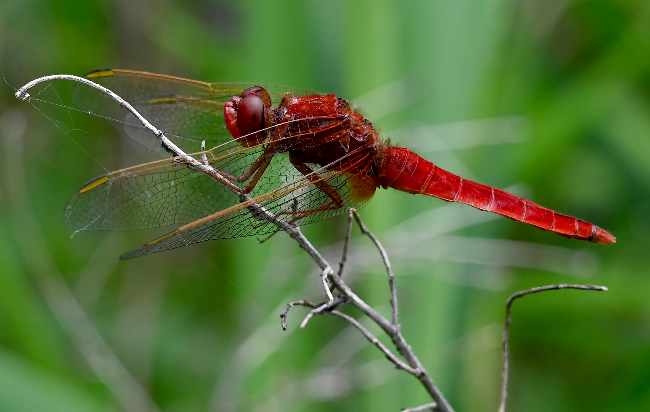 Red dragonfly (Crocothemis erythraea)