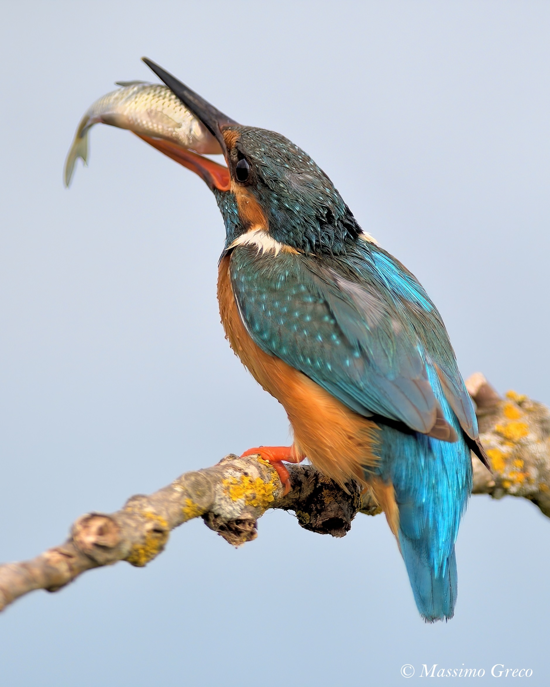 Kingfisher