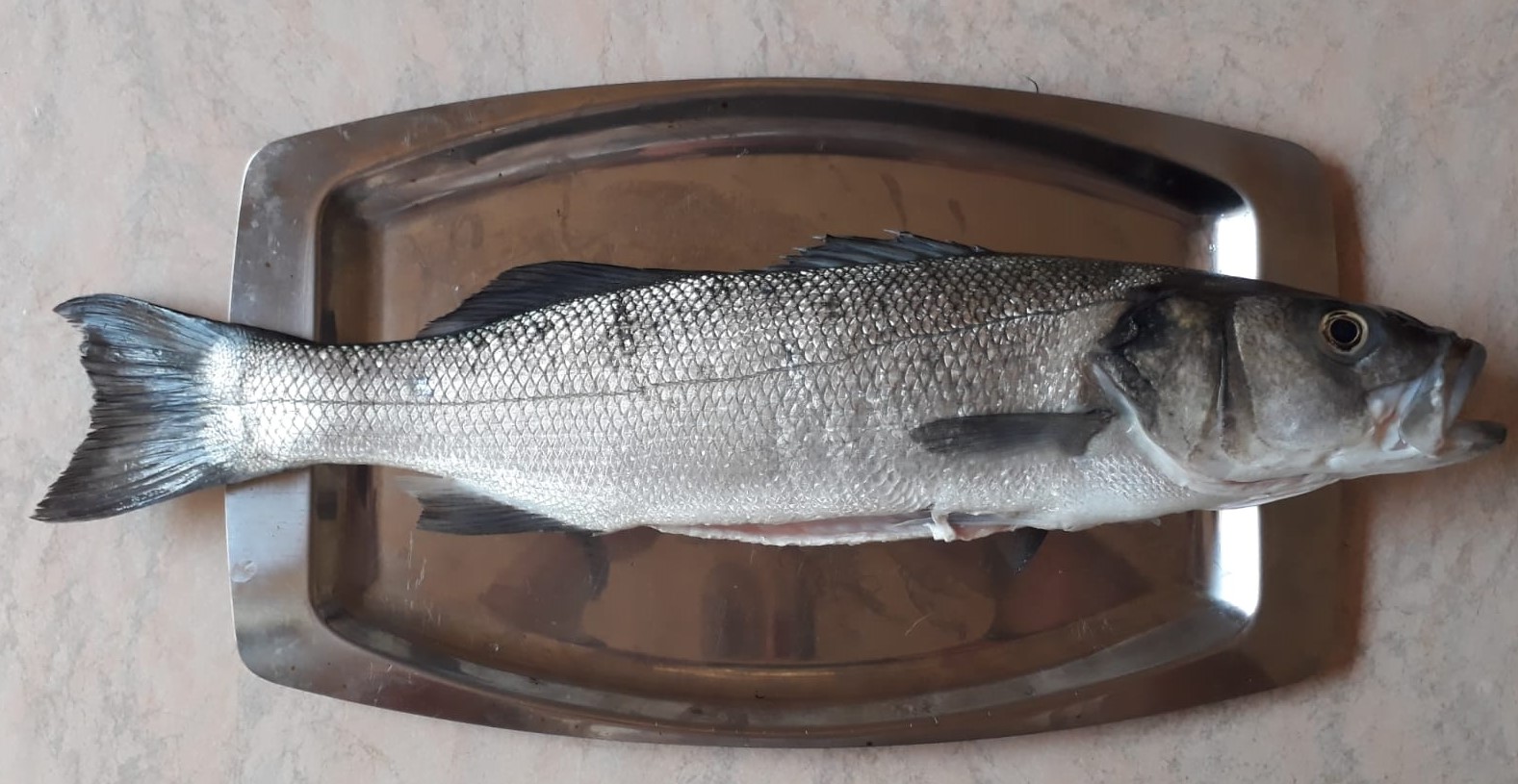 tonight 2.5kg sea bass fish