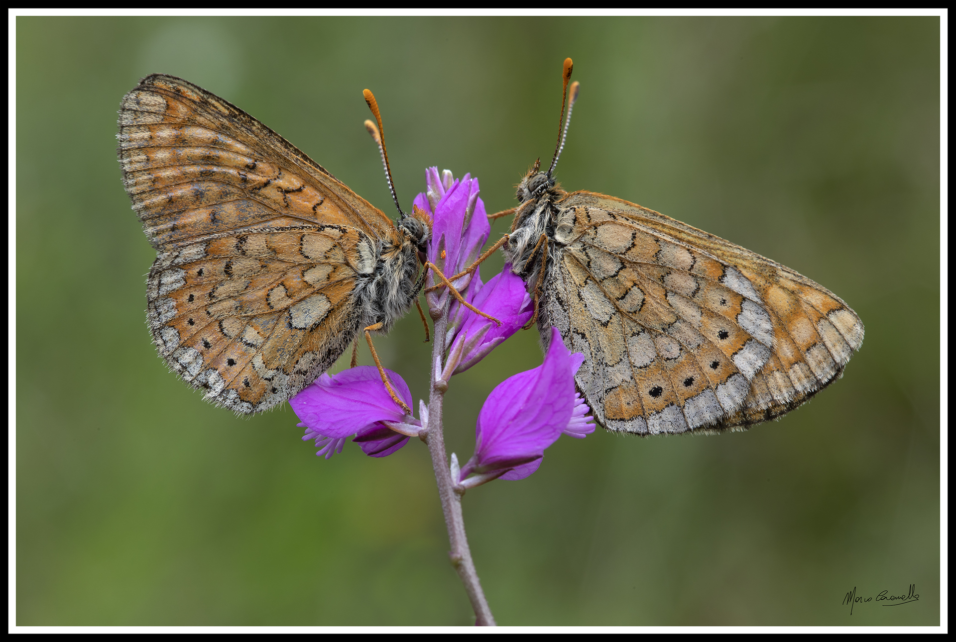 Euphydryas aurinia provincialis