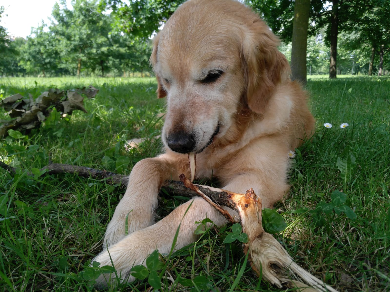 Goal... Toothpick...