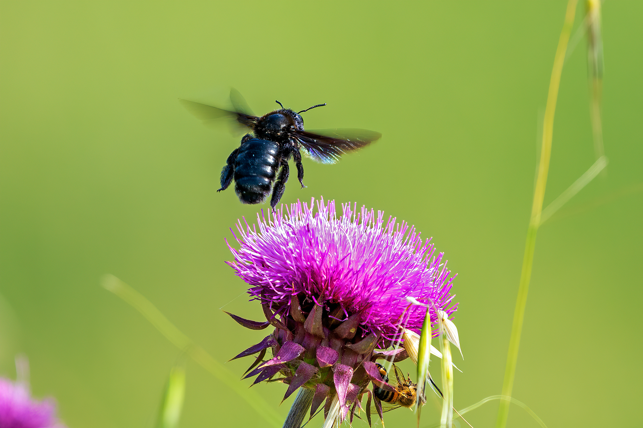 In-flight purple Xylocopa