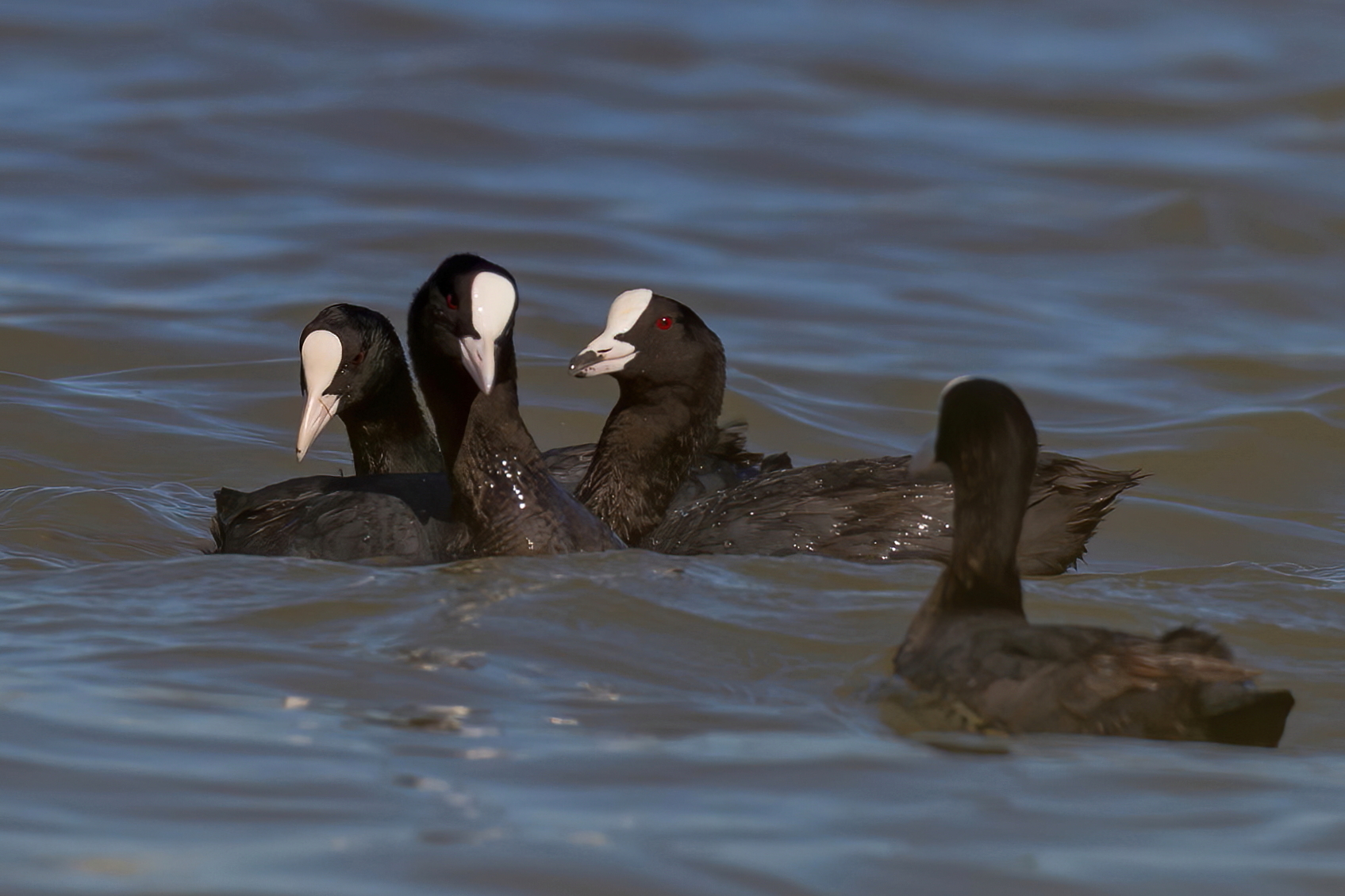 Le comari a concilio