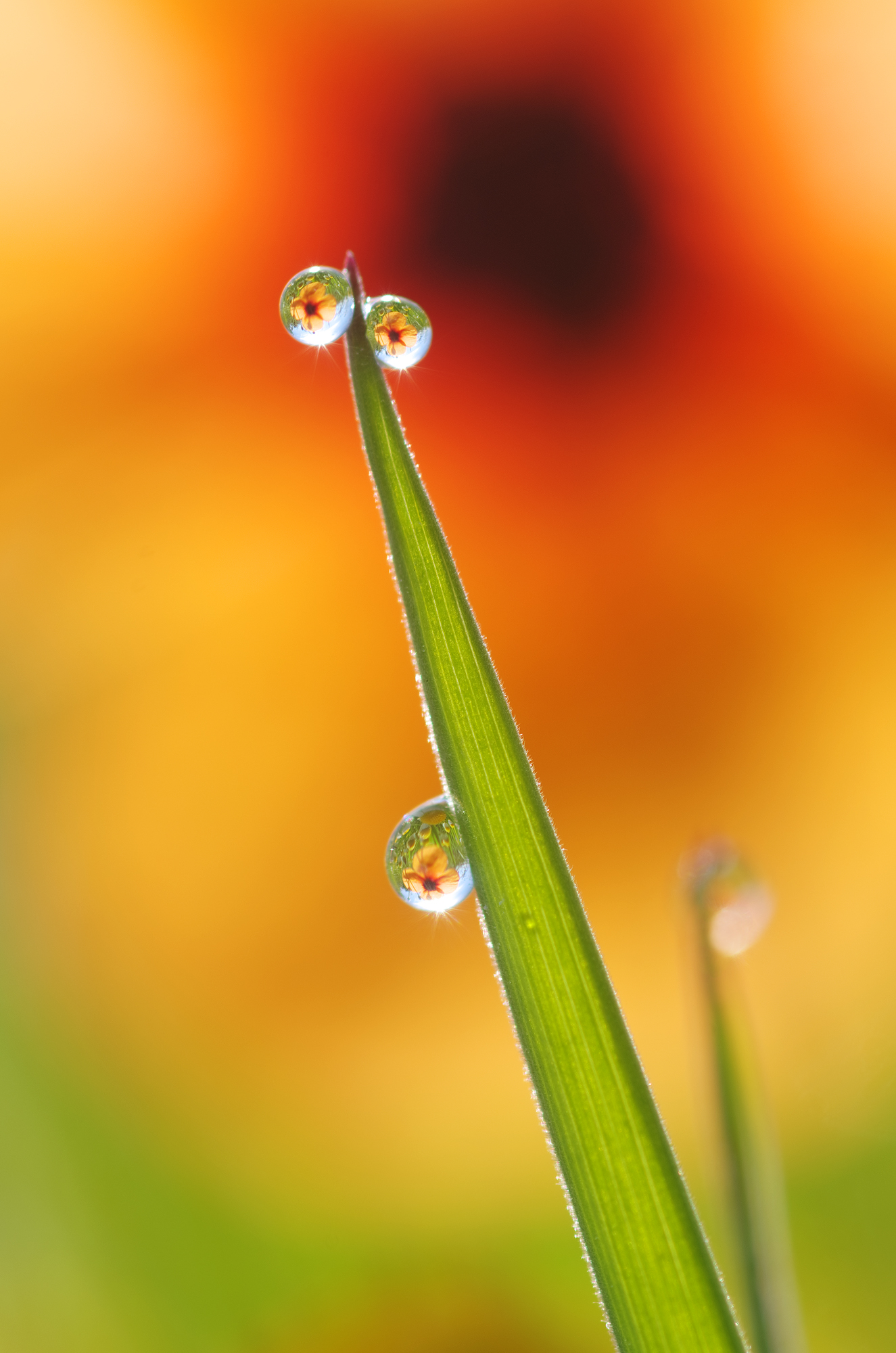 Curiosity through the grass