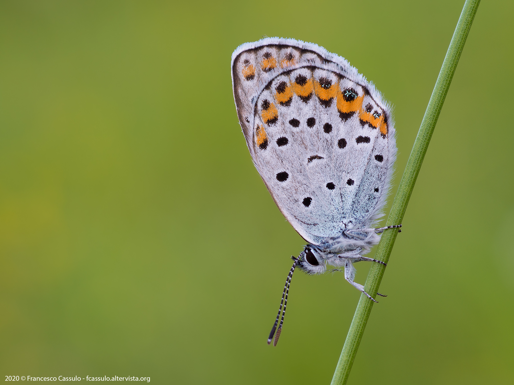 Plebejus argus (Linnaeus, 1758)