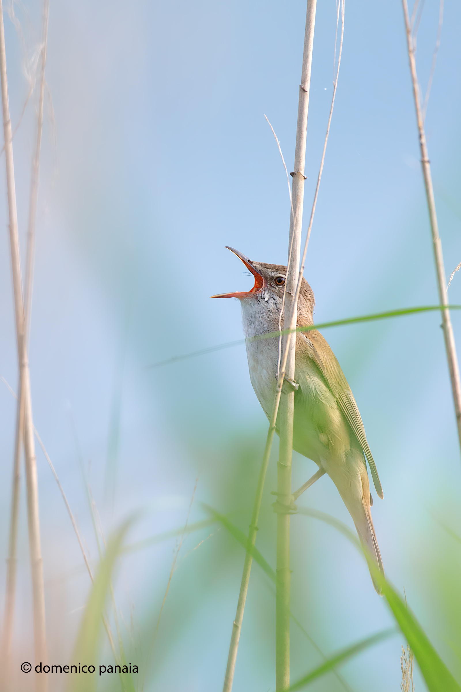 canto a squarciagola