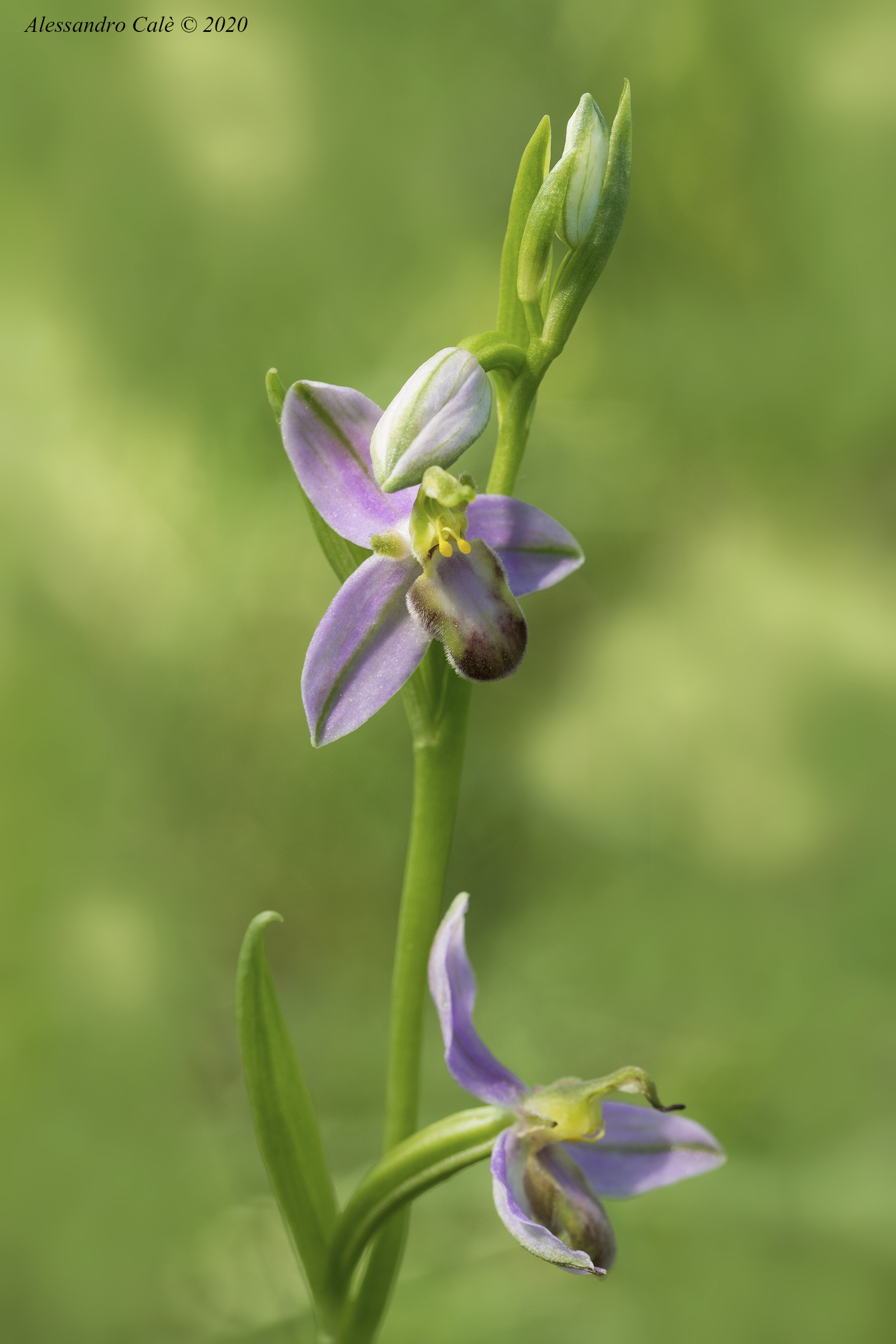 Ophrys apifera 6815