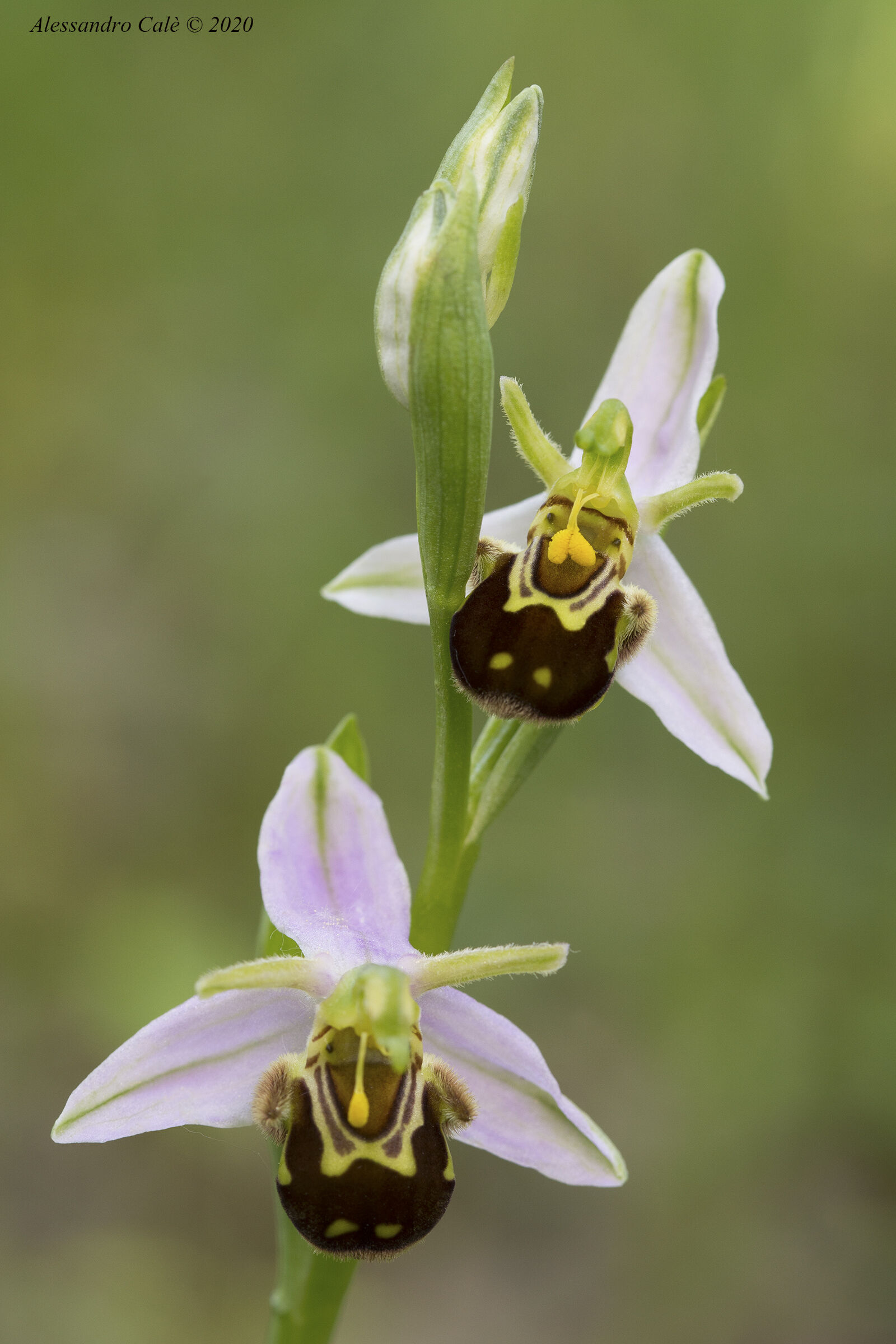 Ophrys apifera varietà aurita 6678