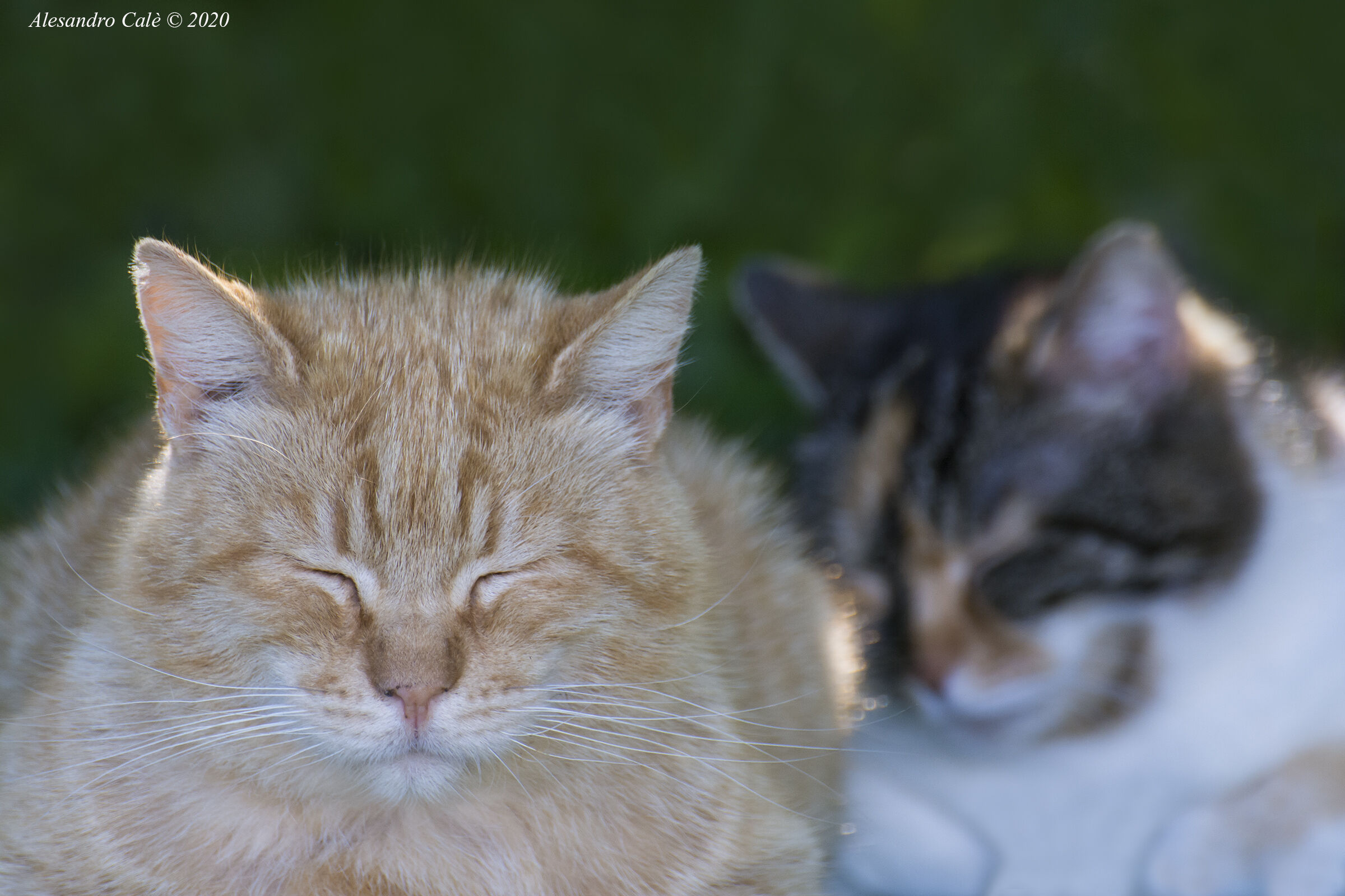 I due dormiglioni 6940