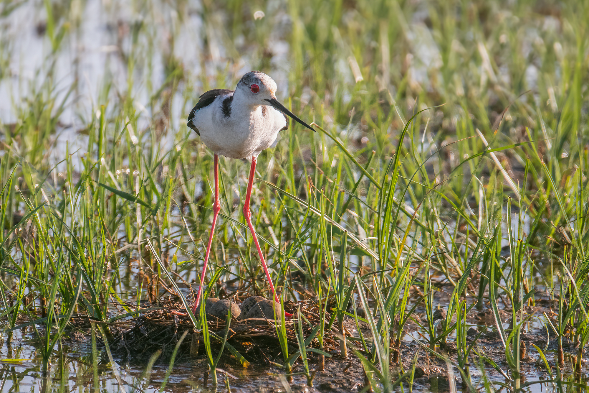 Cavaliere d'italia sul nido