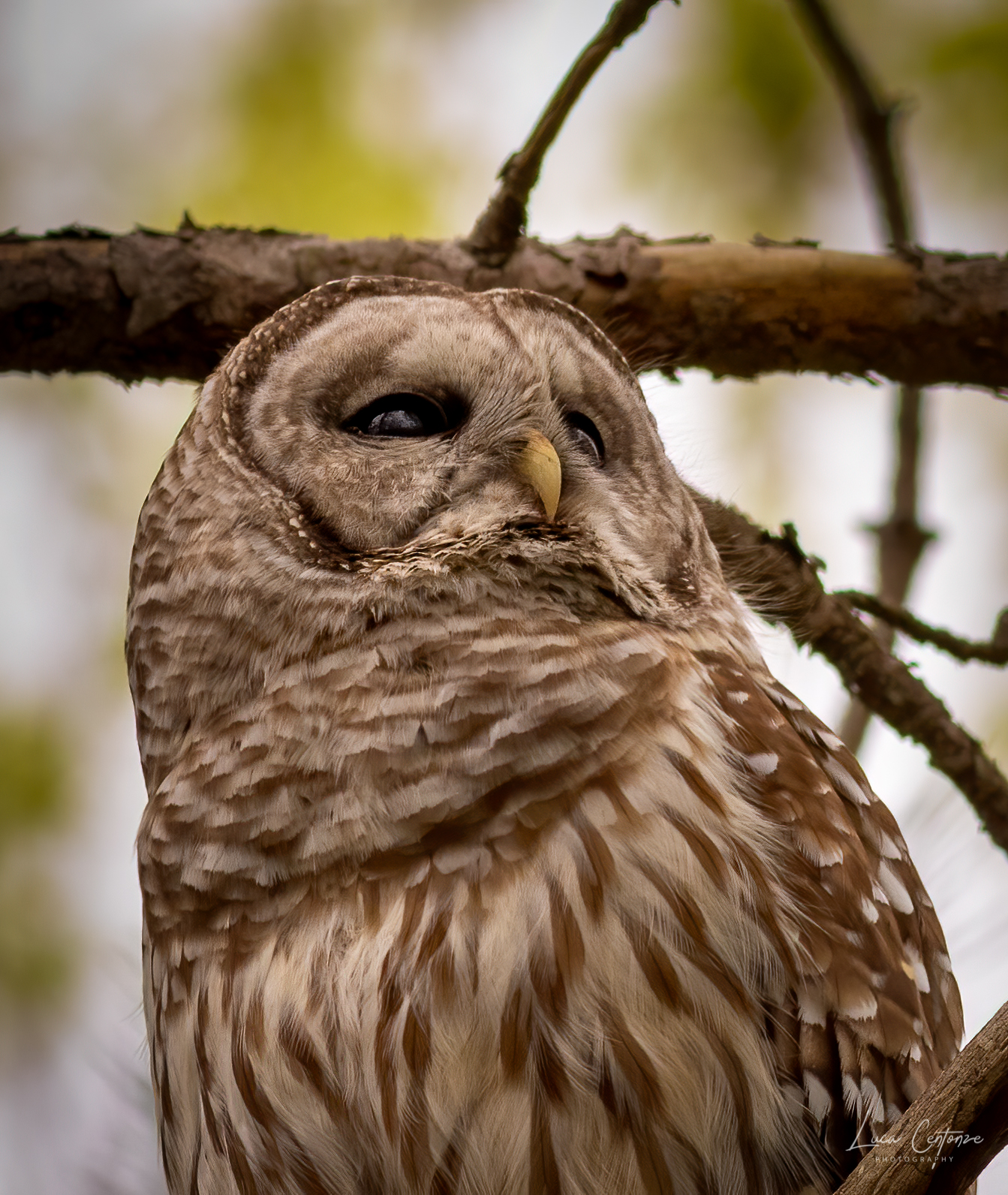 Portrait of Barbagianni (Barred Owl)