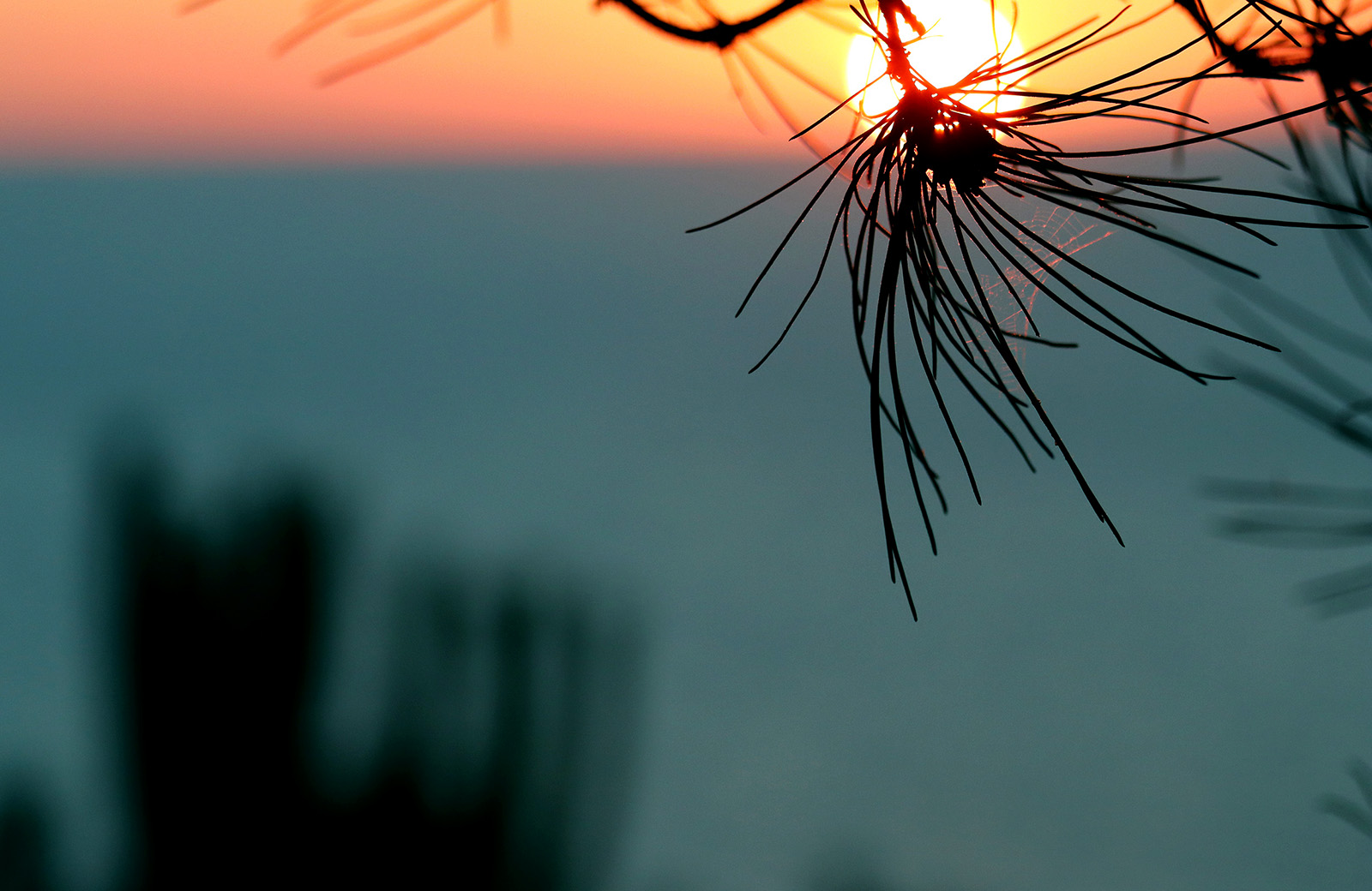 Ragnatela a tramonto