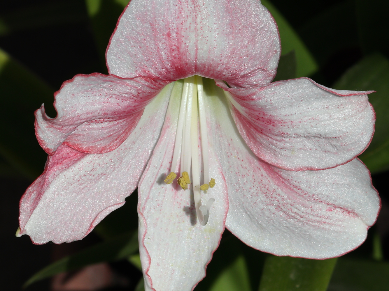 Hippeastrum reticulatum (Amaryllis reticulata vittata)