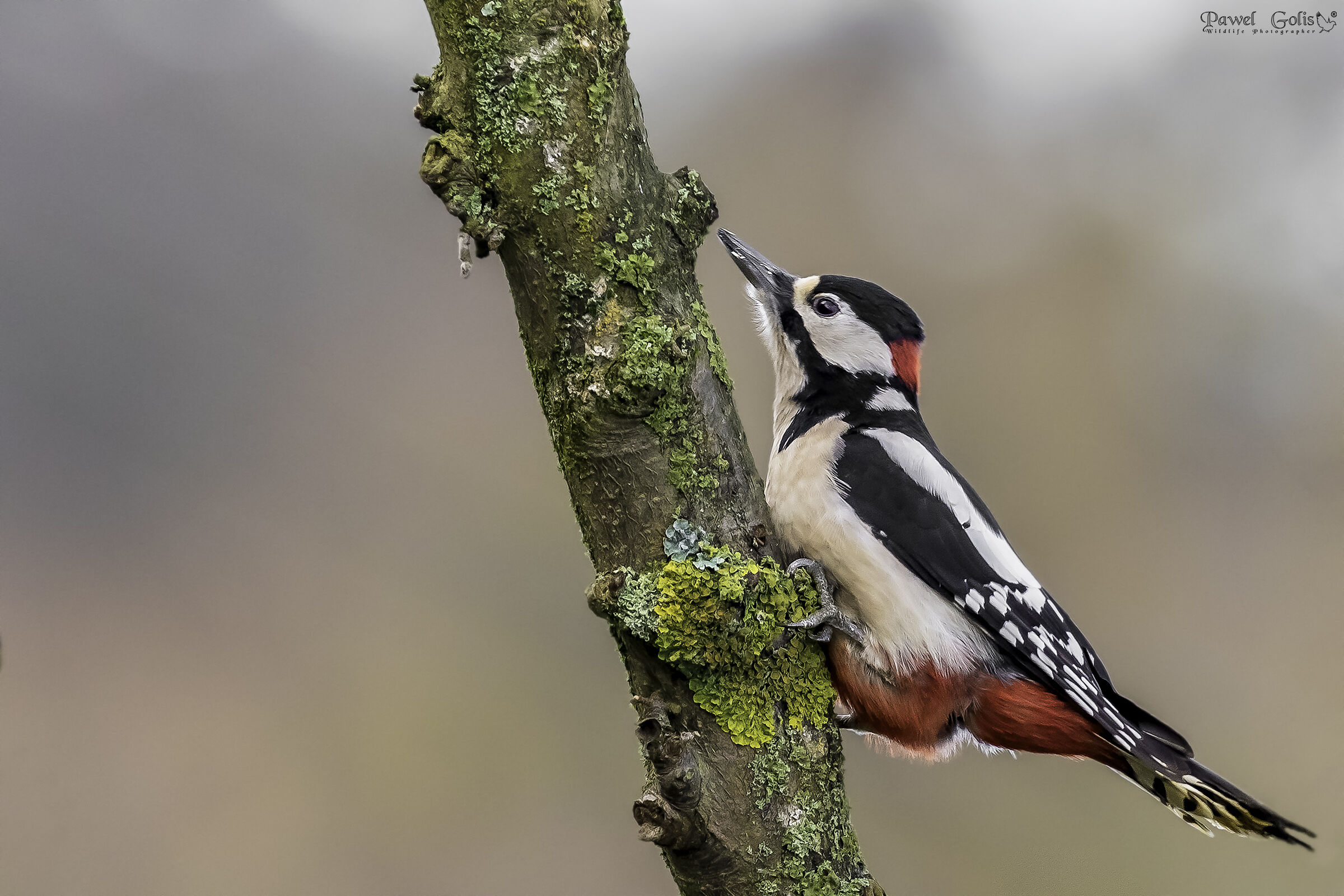 Il grande picchio maculato (Dendrocopos major)