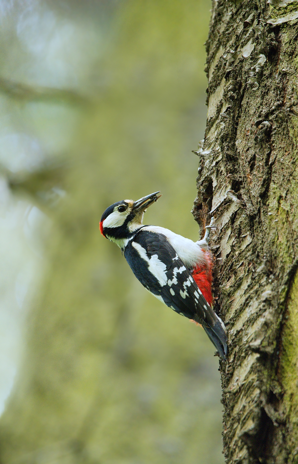 spotted woodpecker