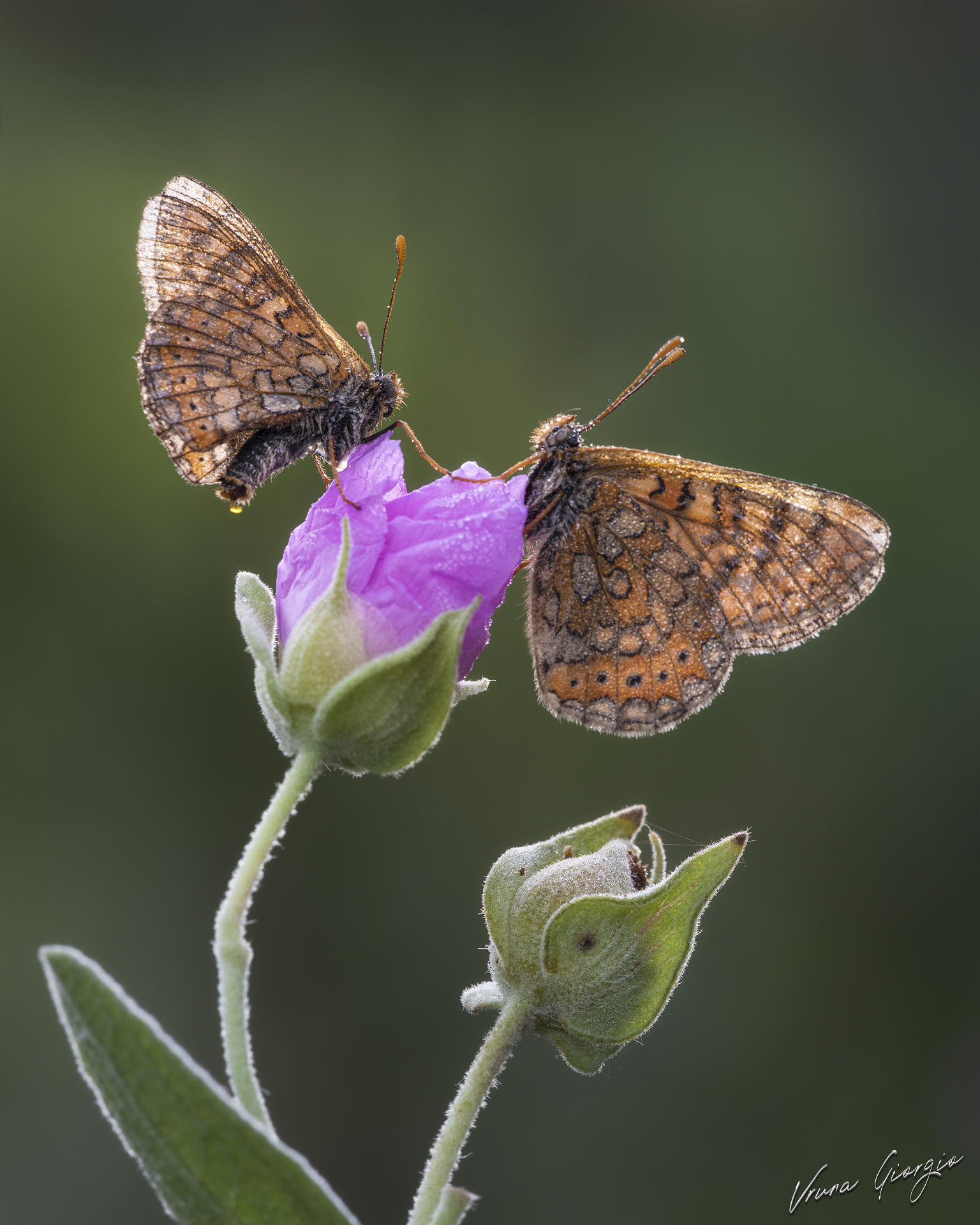 Euphydryas aurinia (forse)