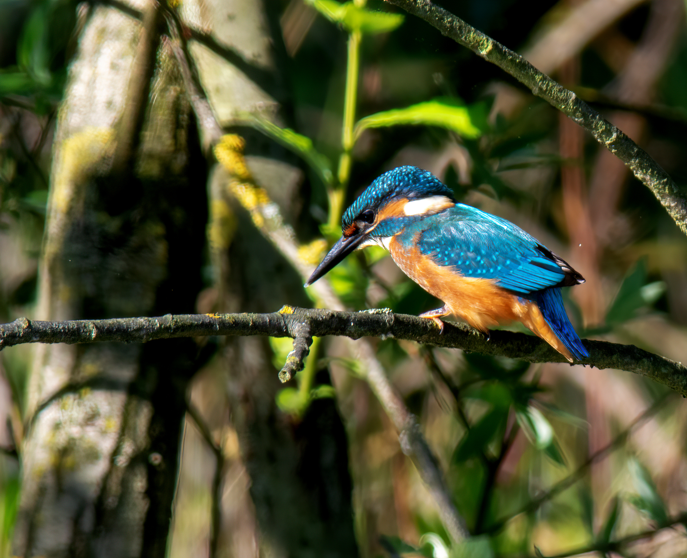 Scrutando il pelo d'acqua