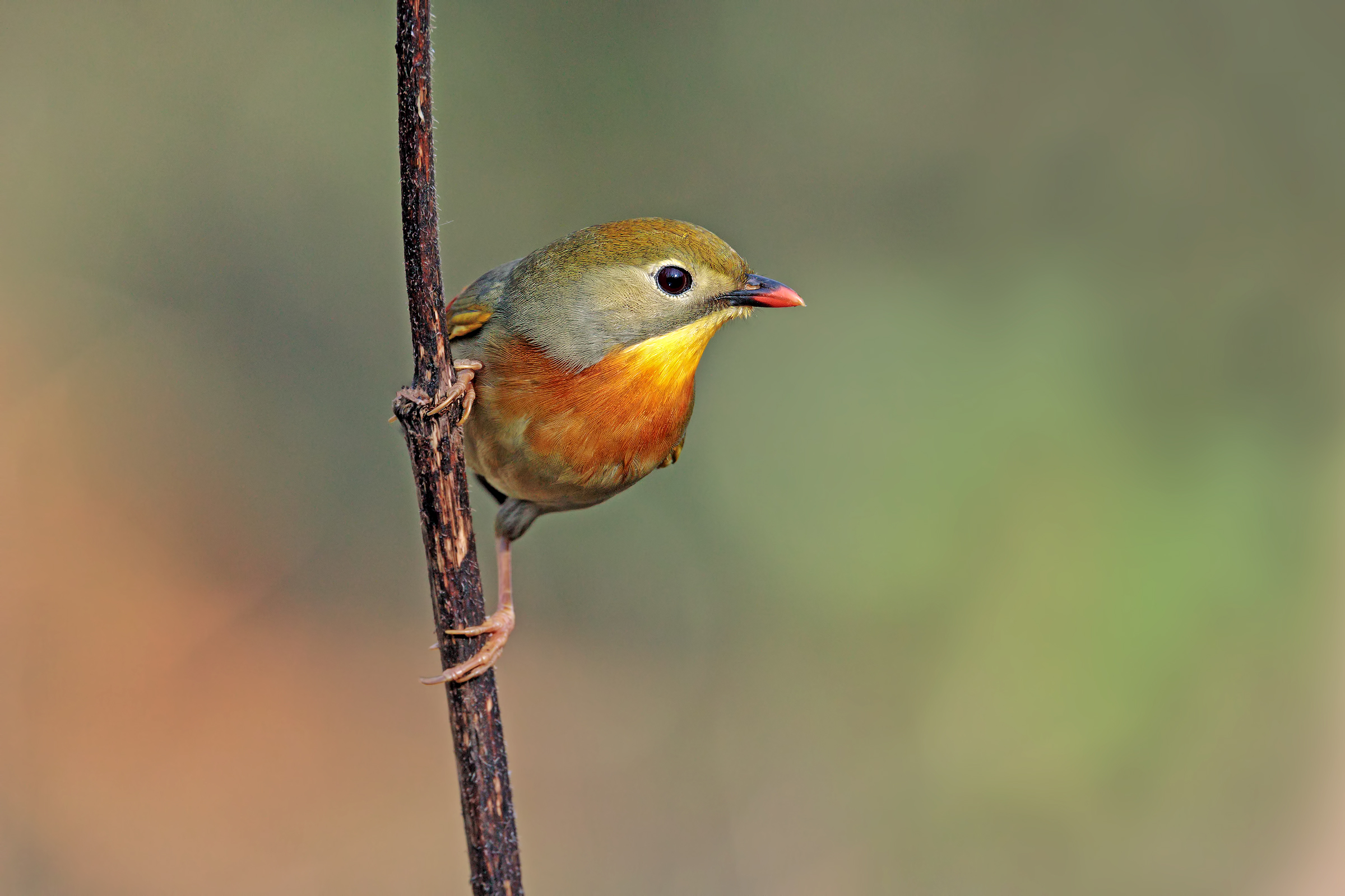 nightingale of Japan