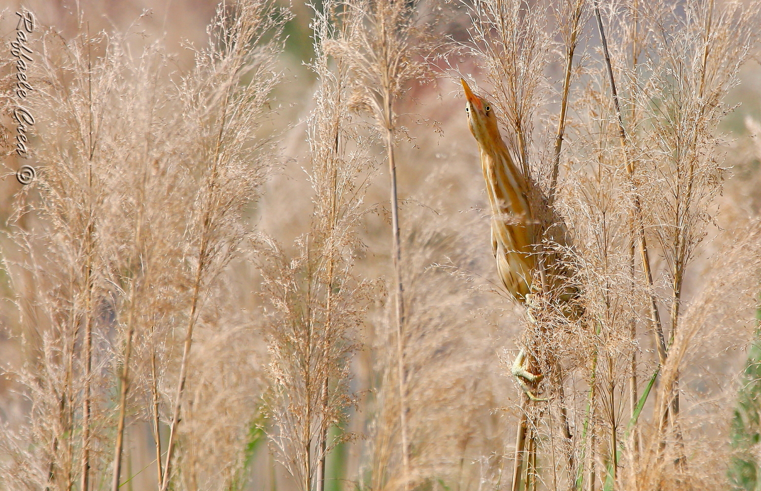 The Tarabusino and its incredible eyes