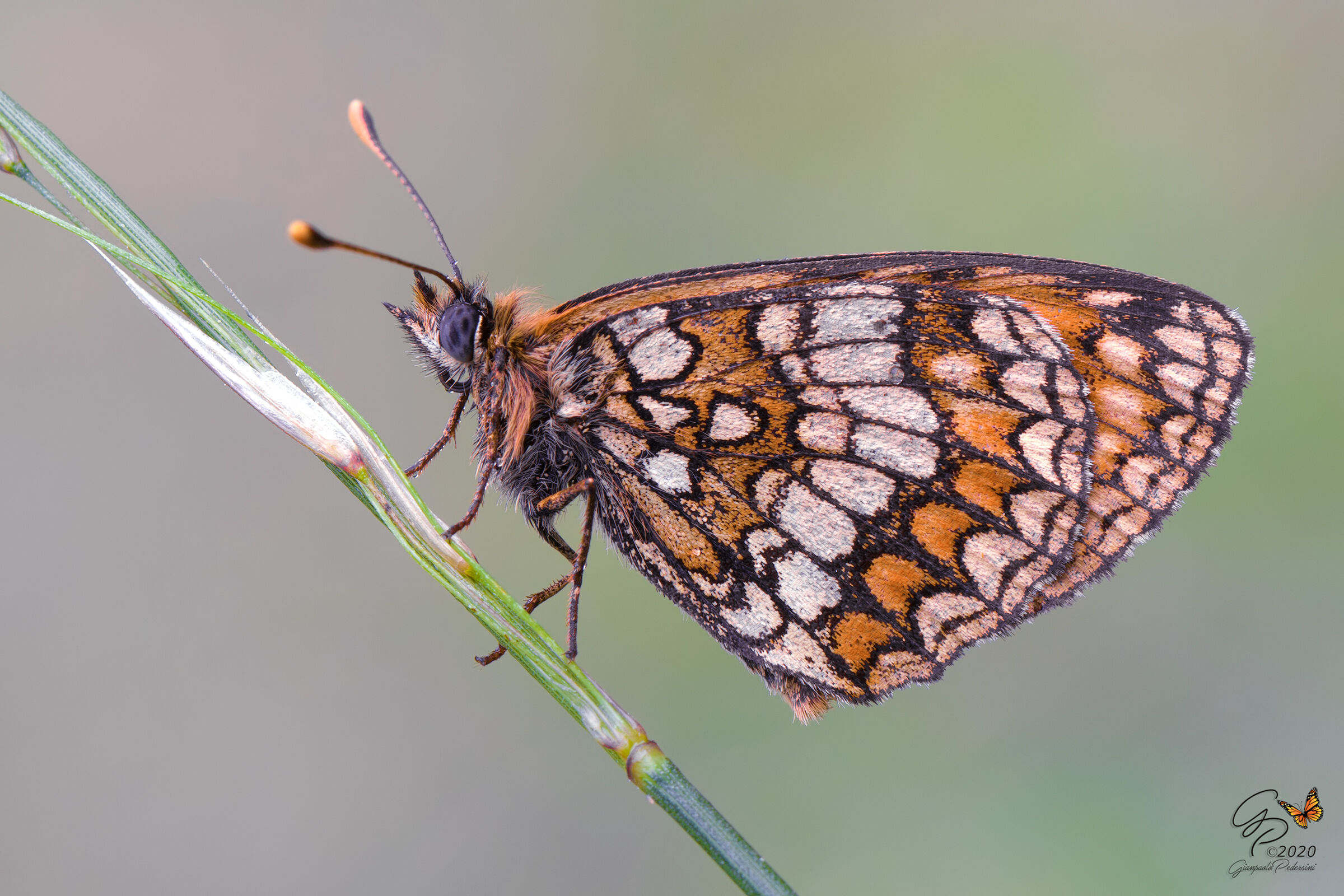 Melitaea navedansis