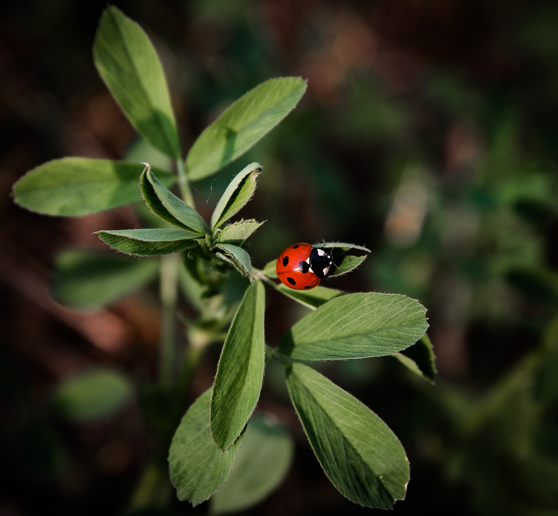 Ladybug