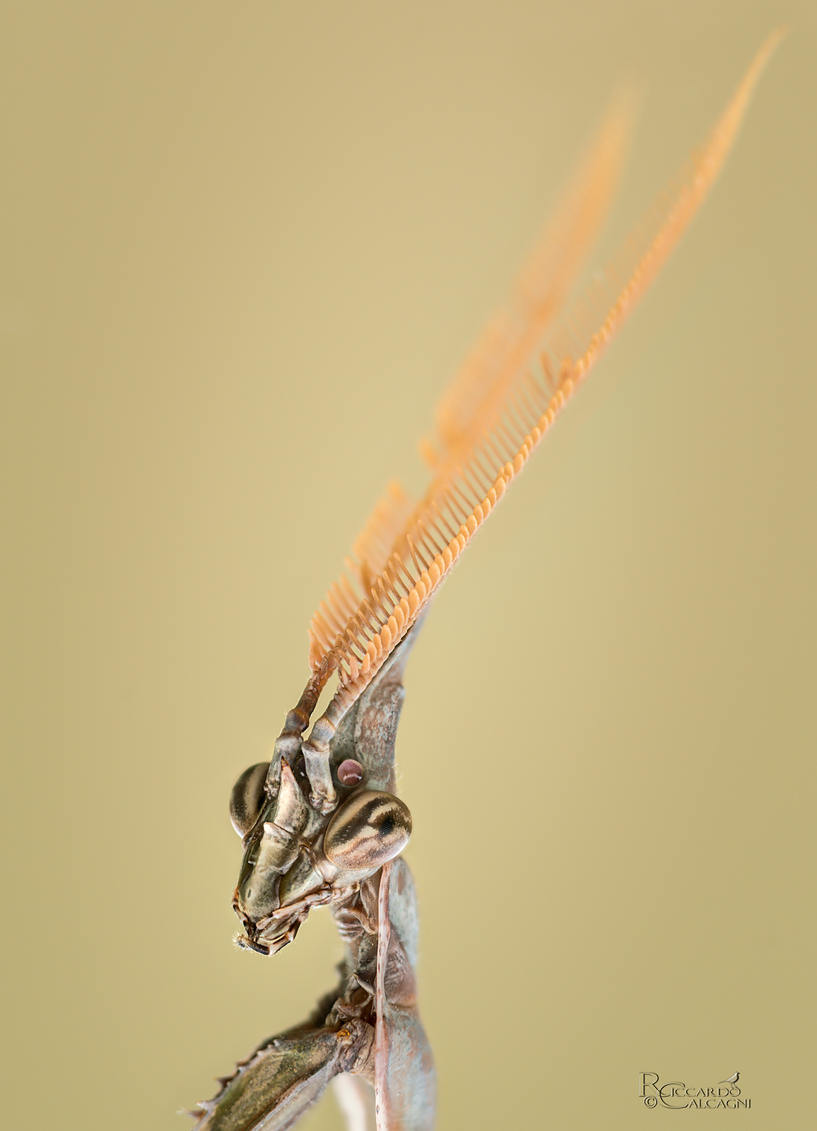 Ritratto di empusa pennata