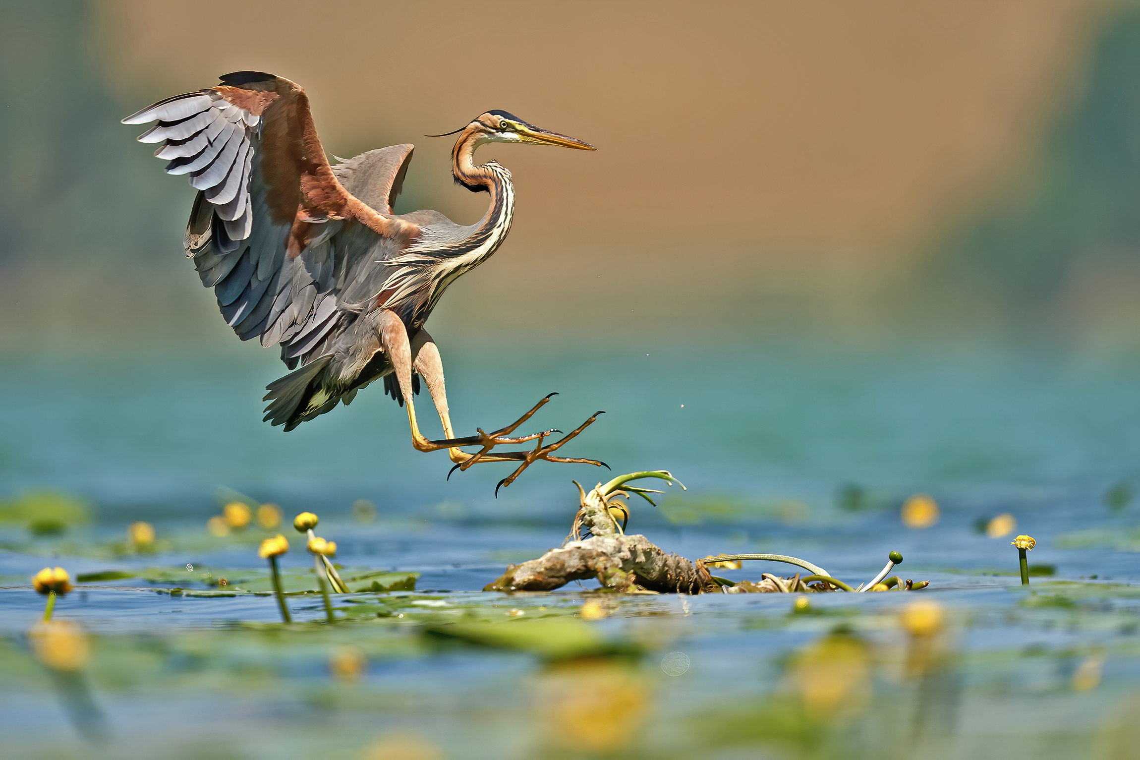 Atterraggio del rosso