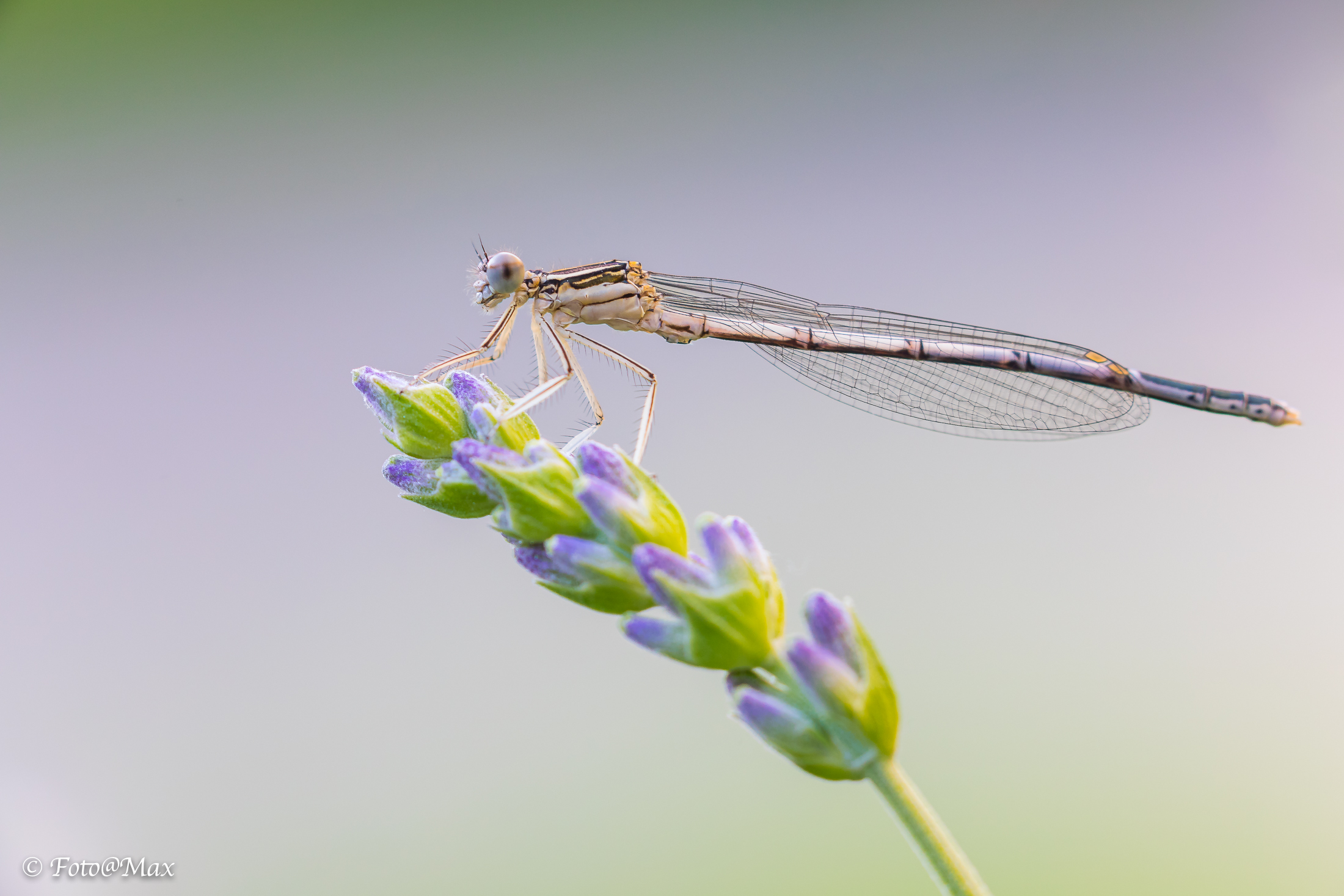 Sympecma fusca