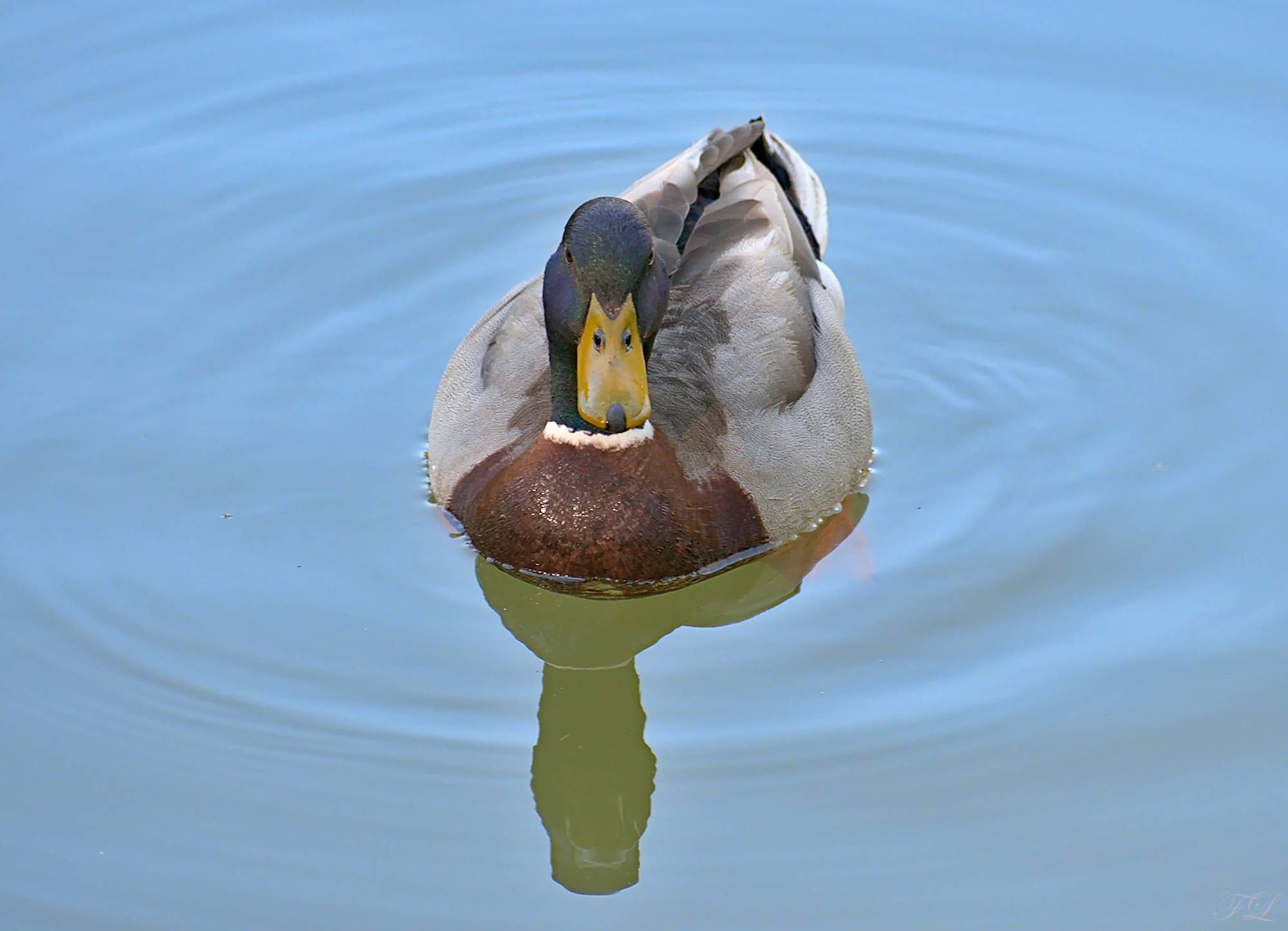 Mallard
