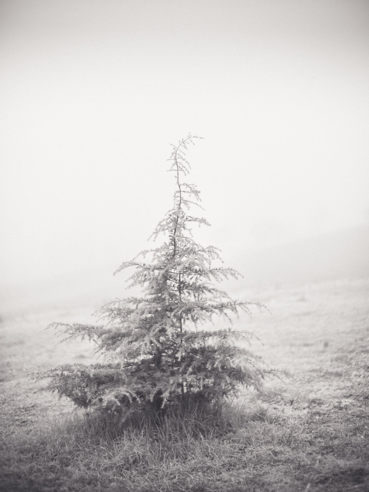 cedar and fog