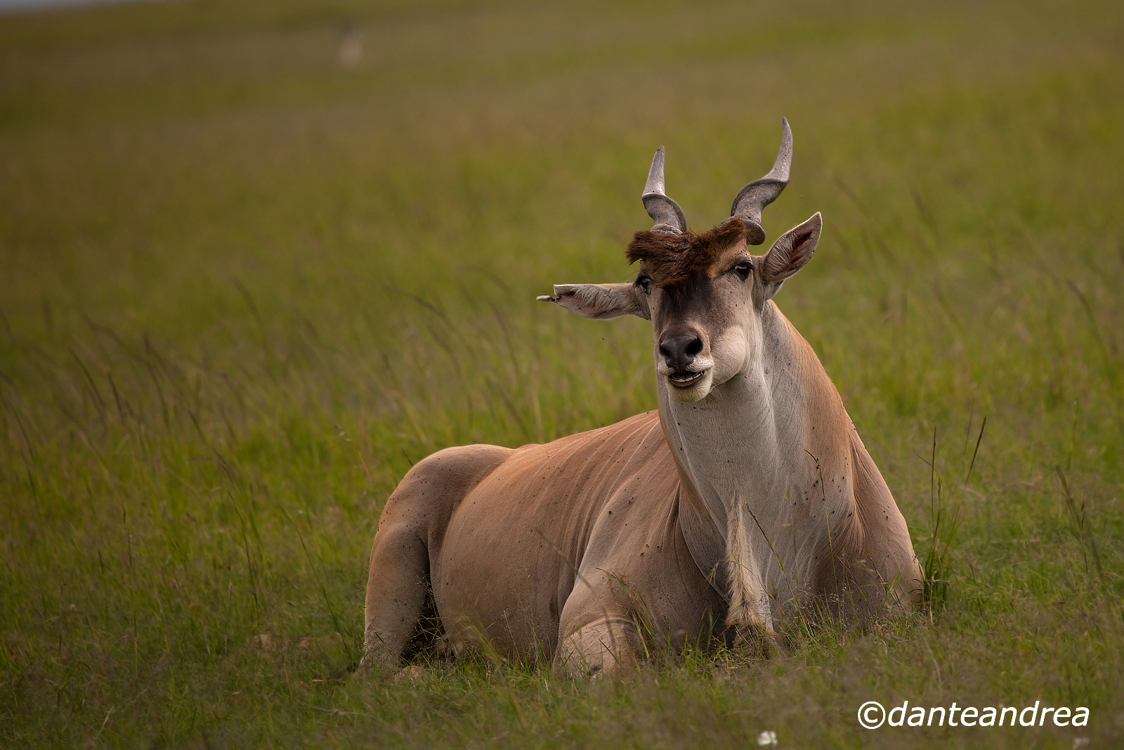 Eland male
