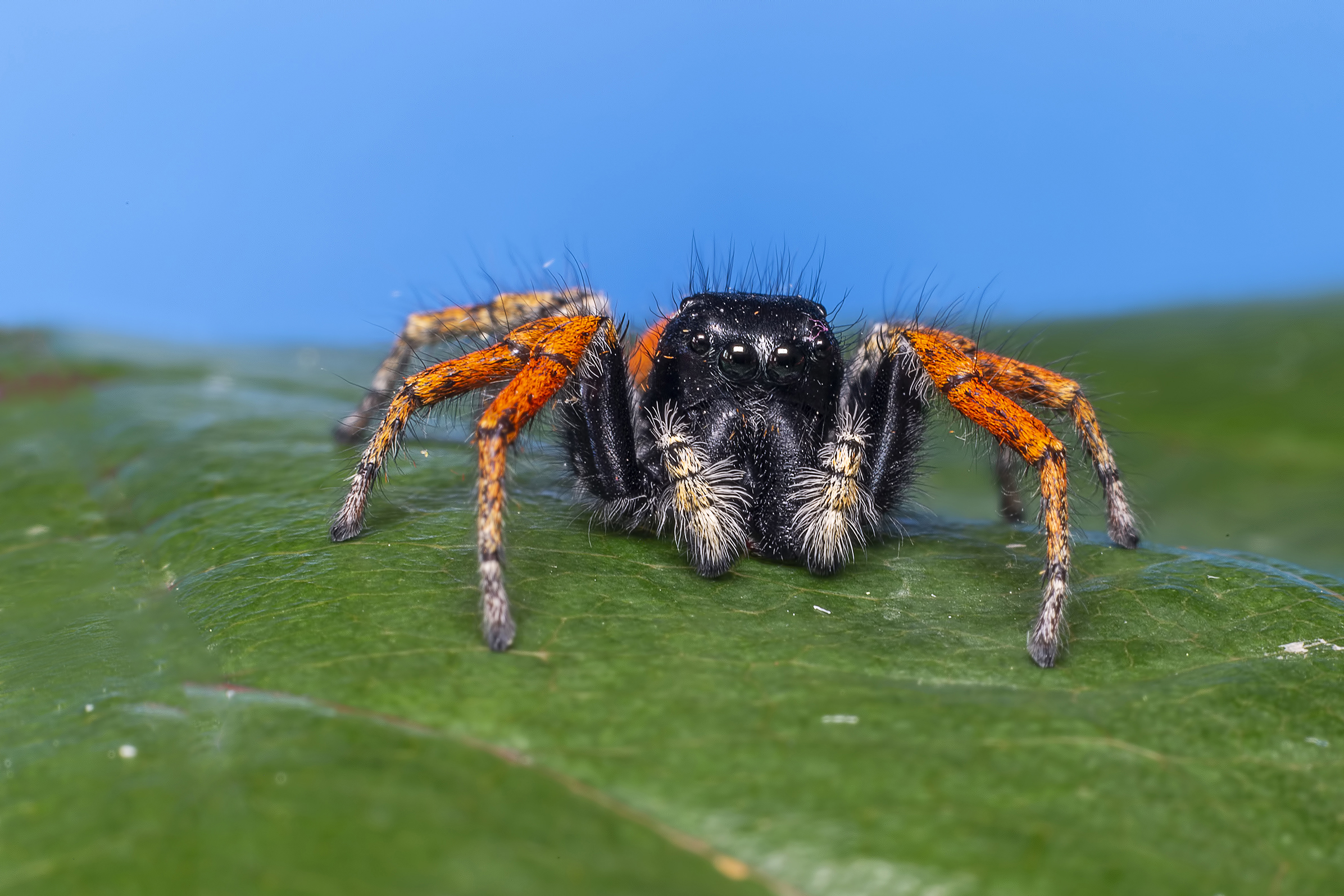 Ragno Salterino "Philaeus chrysops"