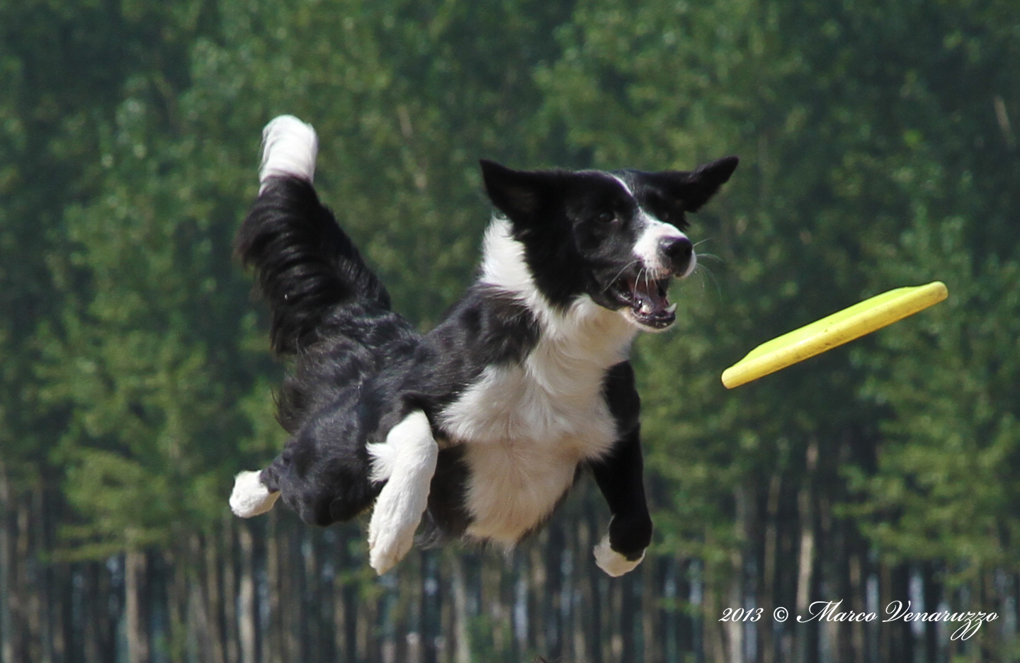 Disc Dog