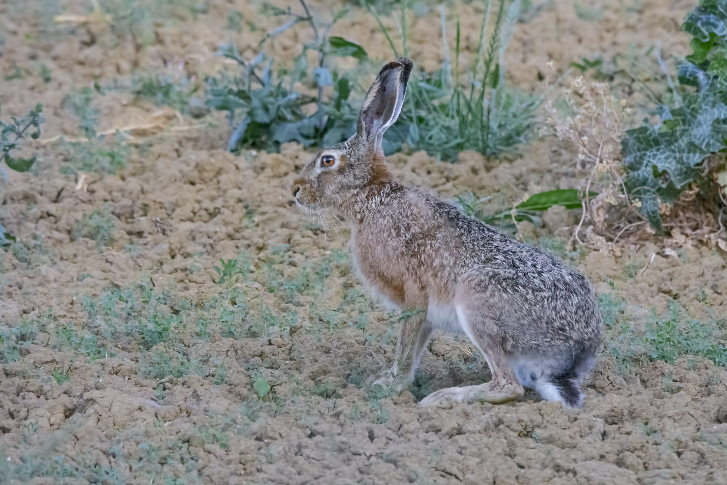 Hare
