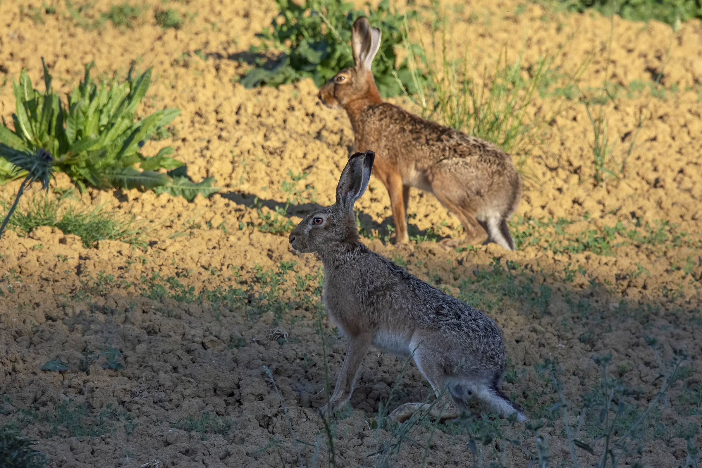 Hare