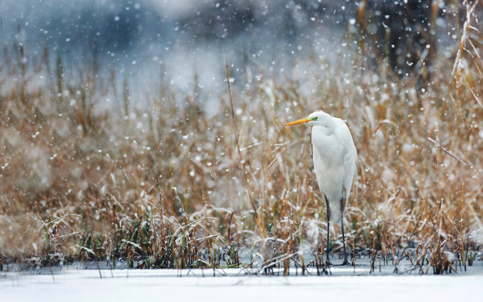 Airone bianco maggiore e canneto