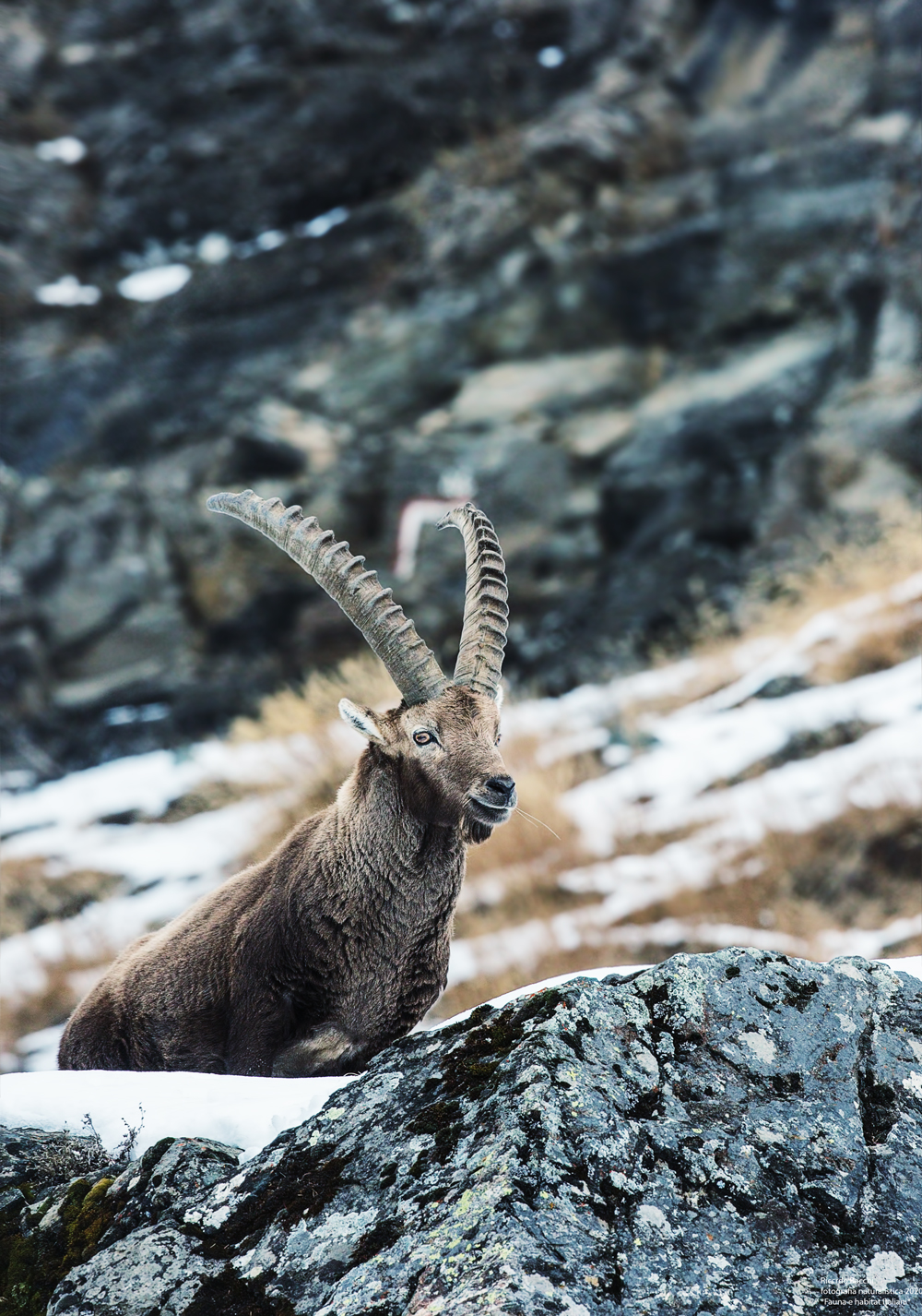 Stambecco e rocce granitiche
