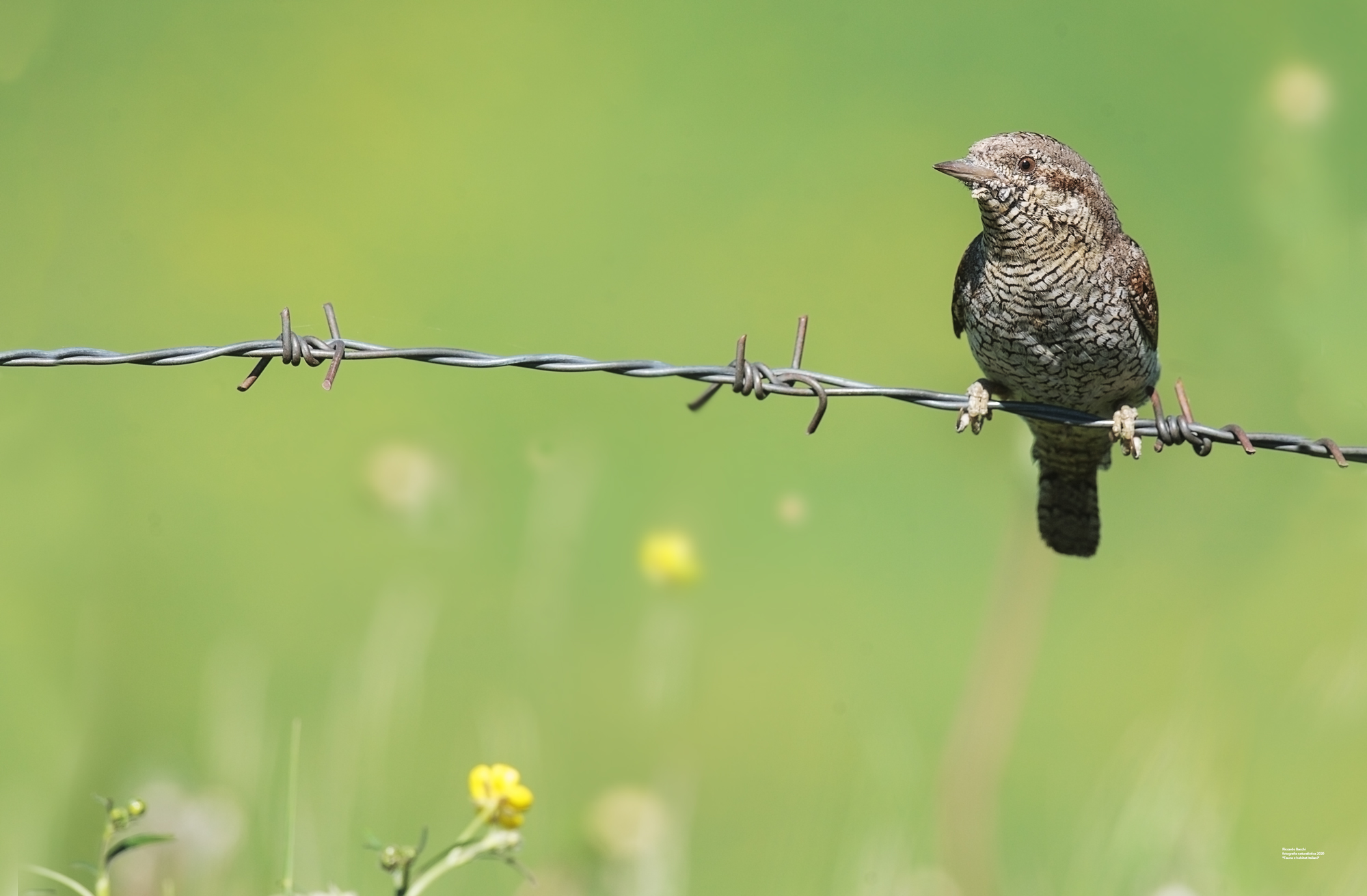 Torcicollo e tarassaco
