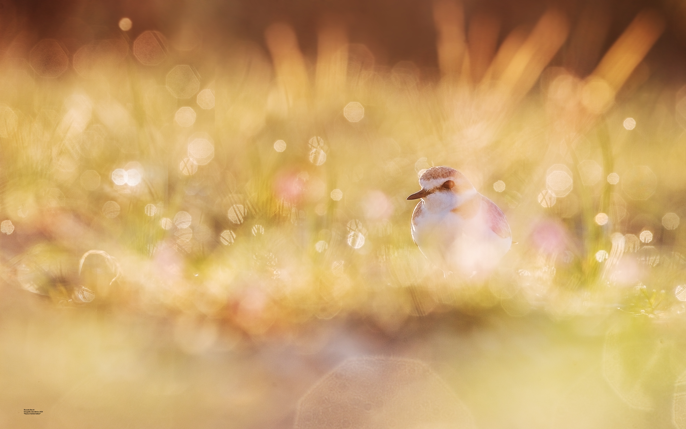 Fratino e ambienti alofili dunali