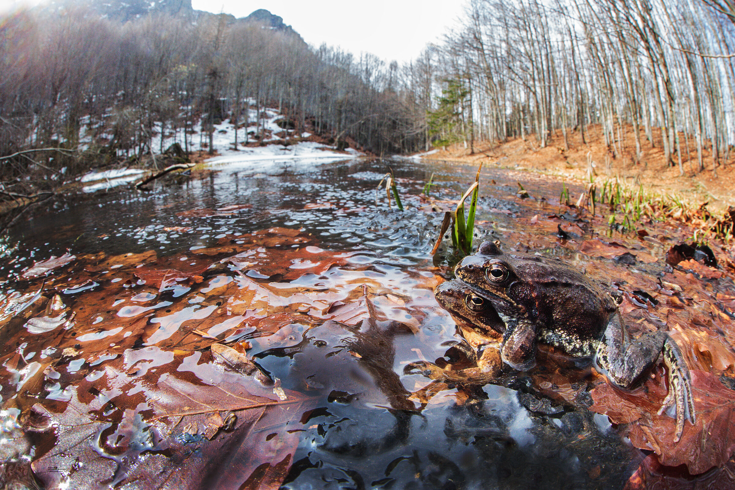 Rane temporarie e faggete
