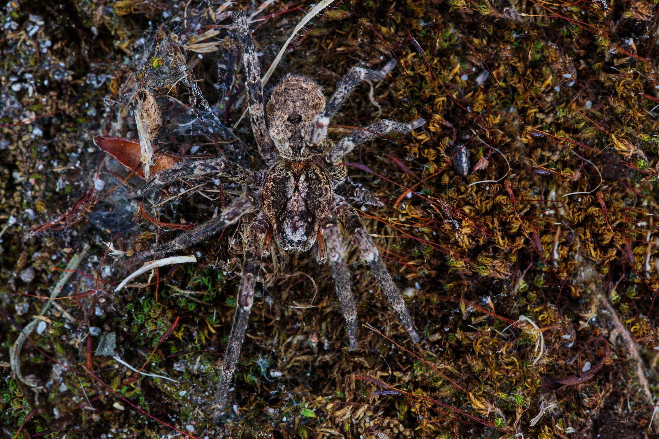 Predatori del muschio