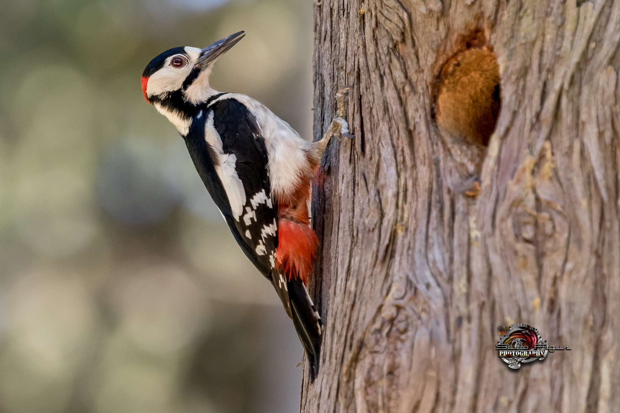 Picchio rosso maggiore