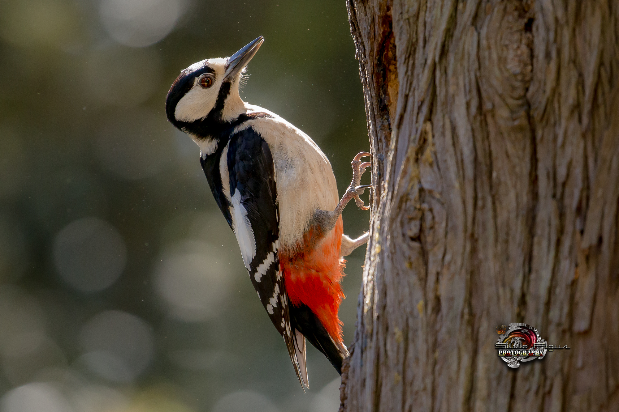 Picchio rosso maggiore