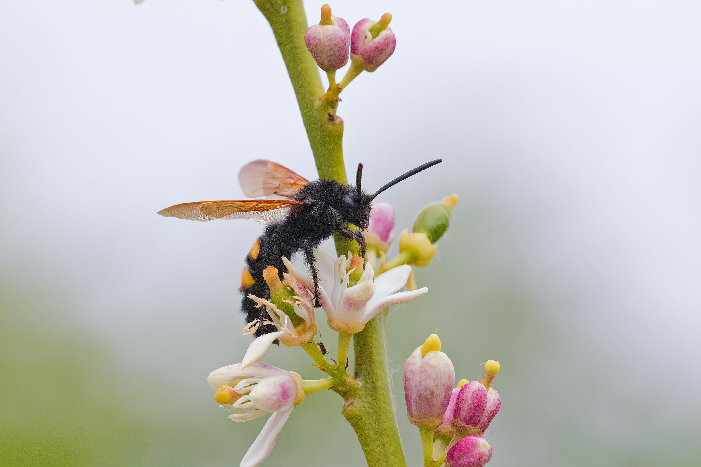 Vespa su Fiore di Limone -Megascolia maculata flavifrom