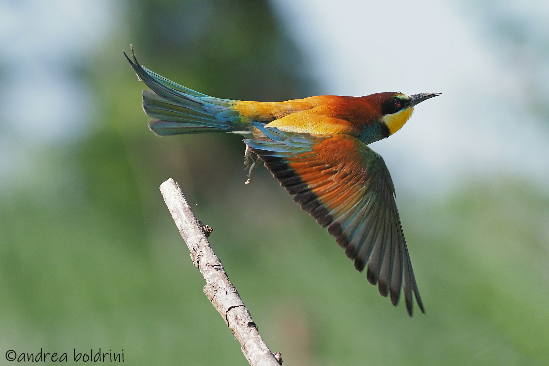Volo via!!