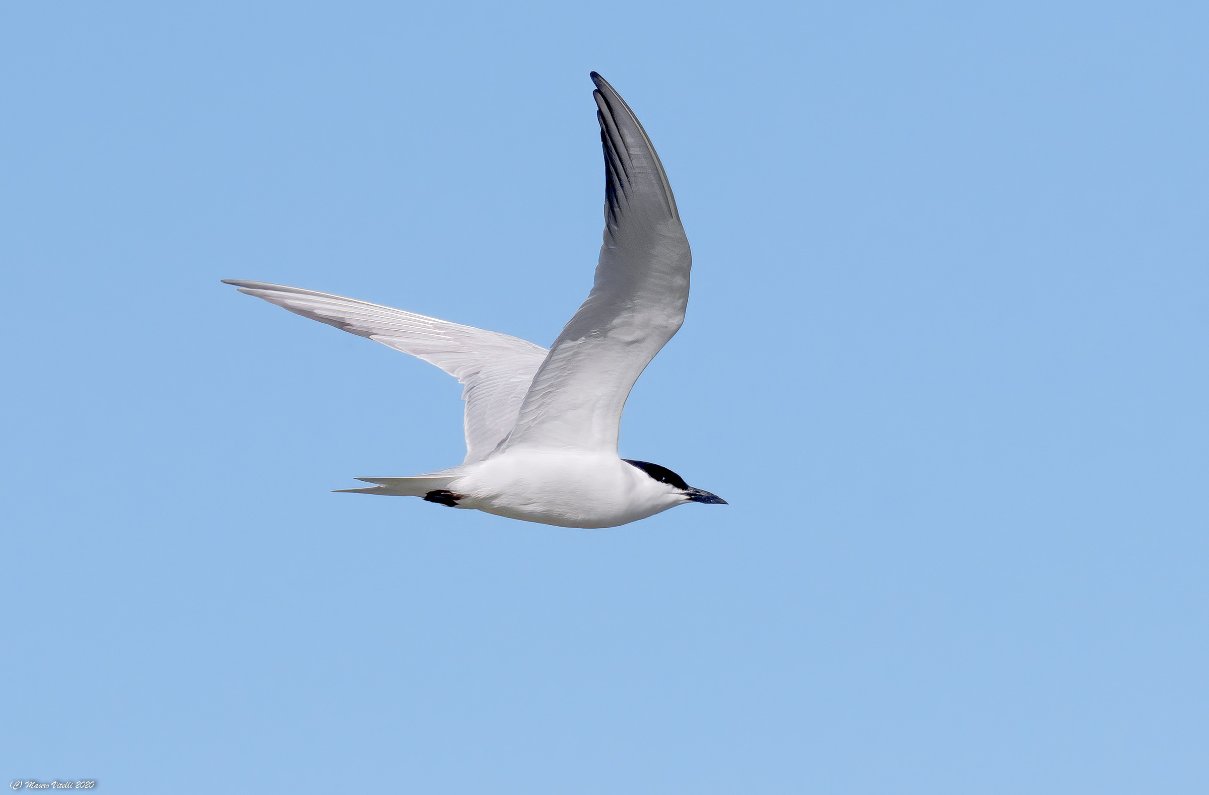 Sterna Zampenere (Gelochedilon nilotica)
