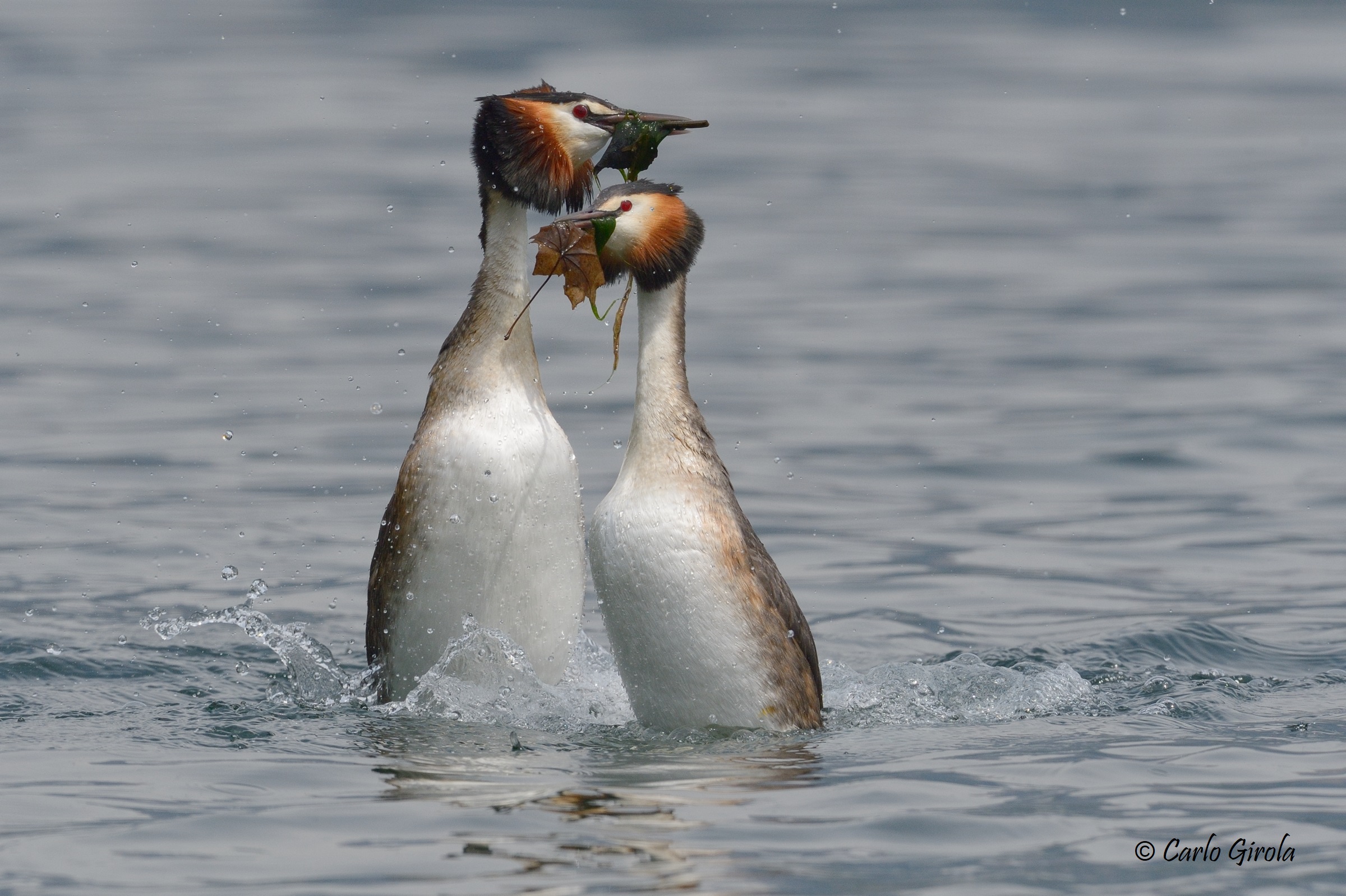 Greater Flaps (Podiceps cristatus)
