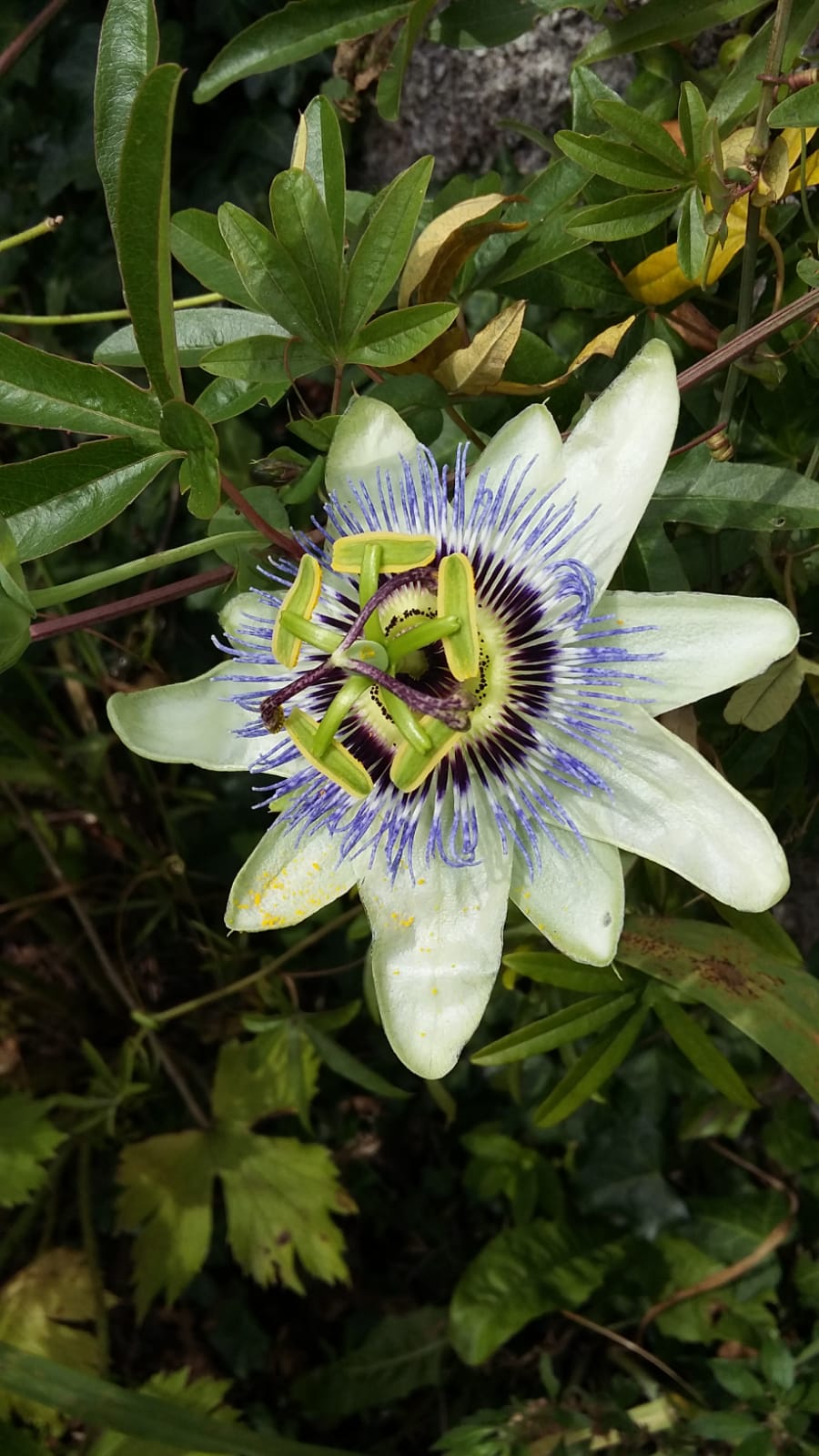 Passiflora